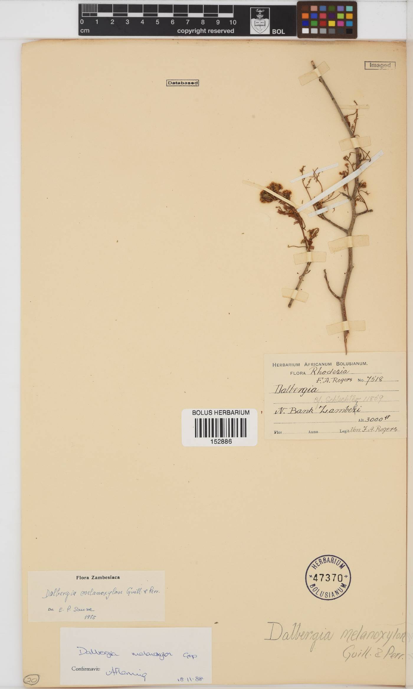 Dalbergia melanoxylon image