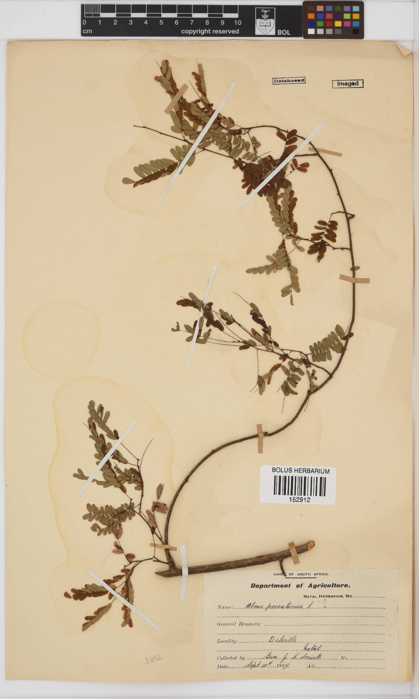 Abrus precatorius image
