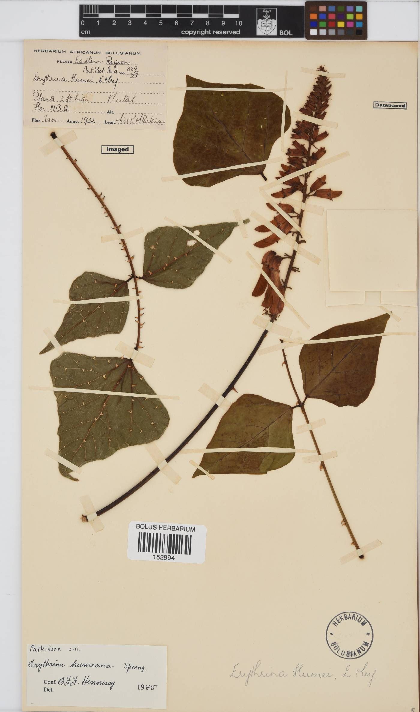 Erythrina humeana image