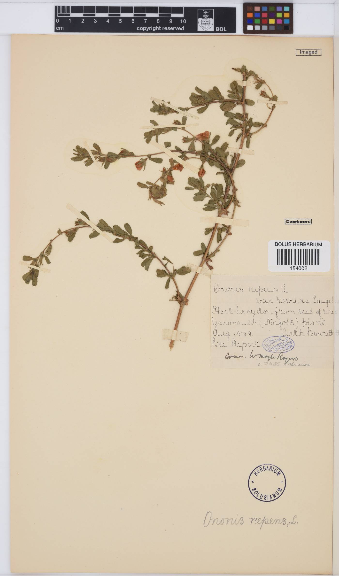 Ononis spinosa subsp. procurrens image
