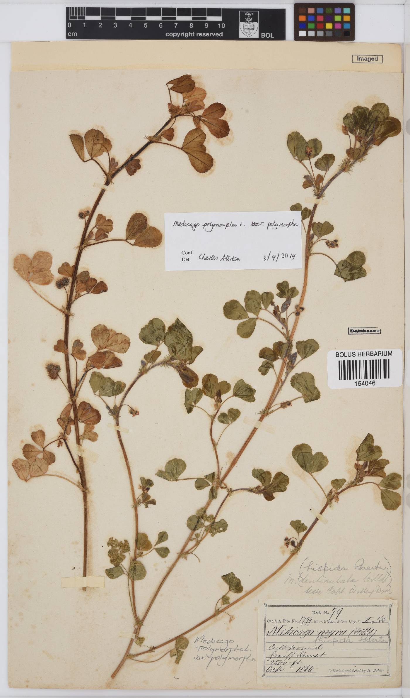 Medicago polymorpha image