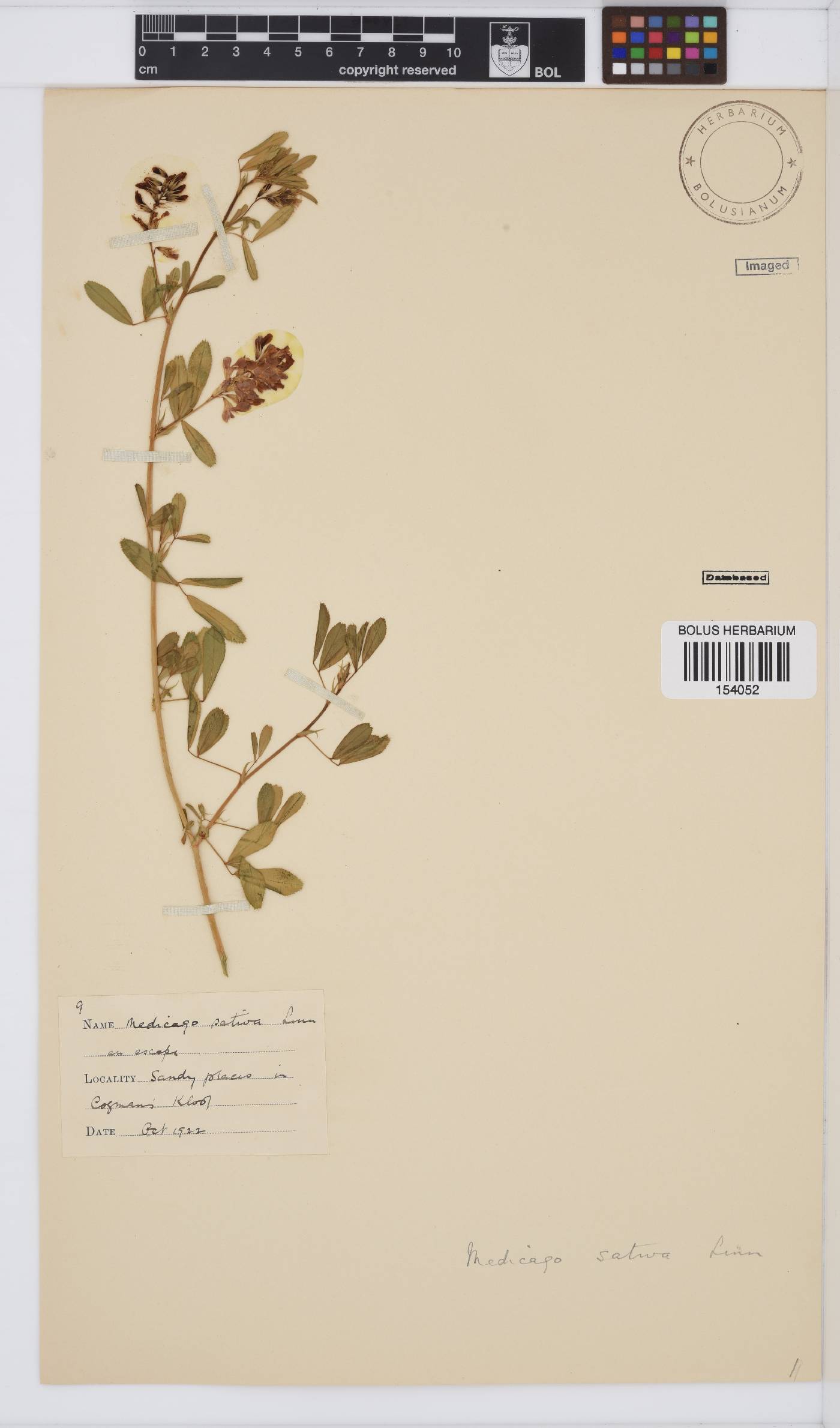 Medicago sativa image