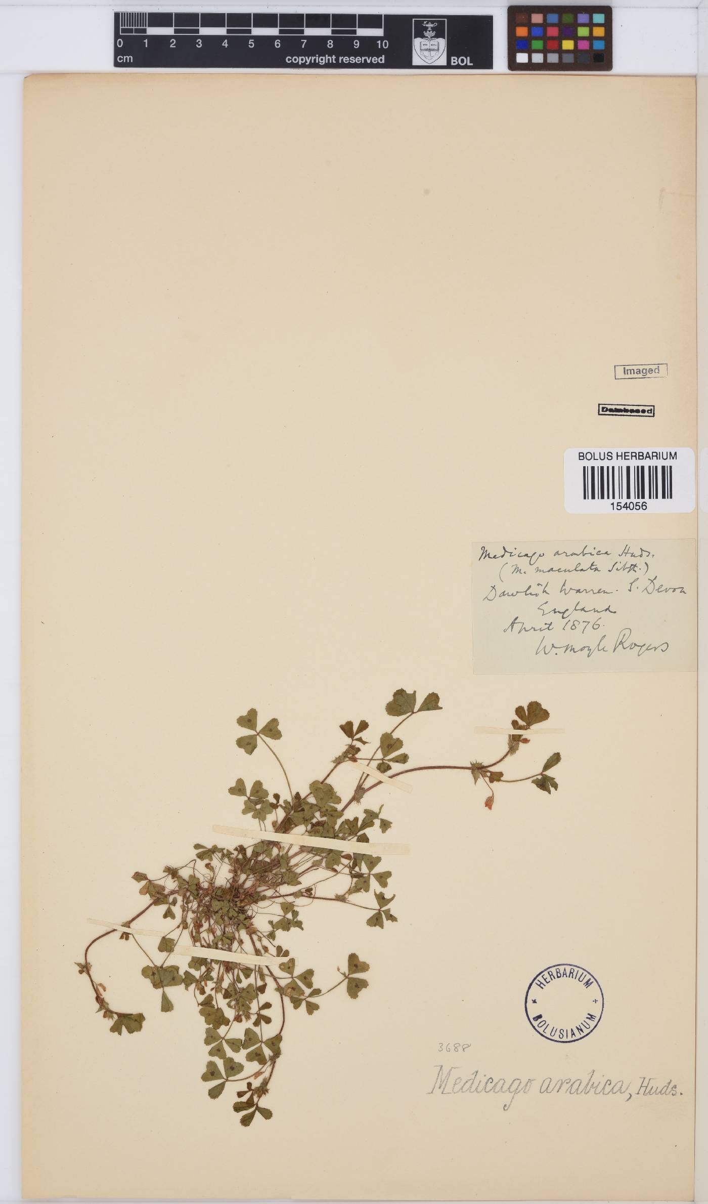 Medicago arabica image