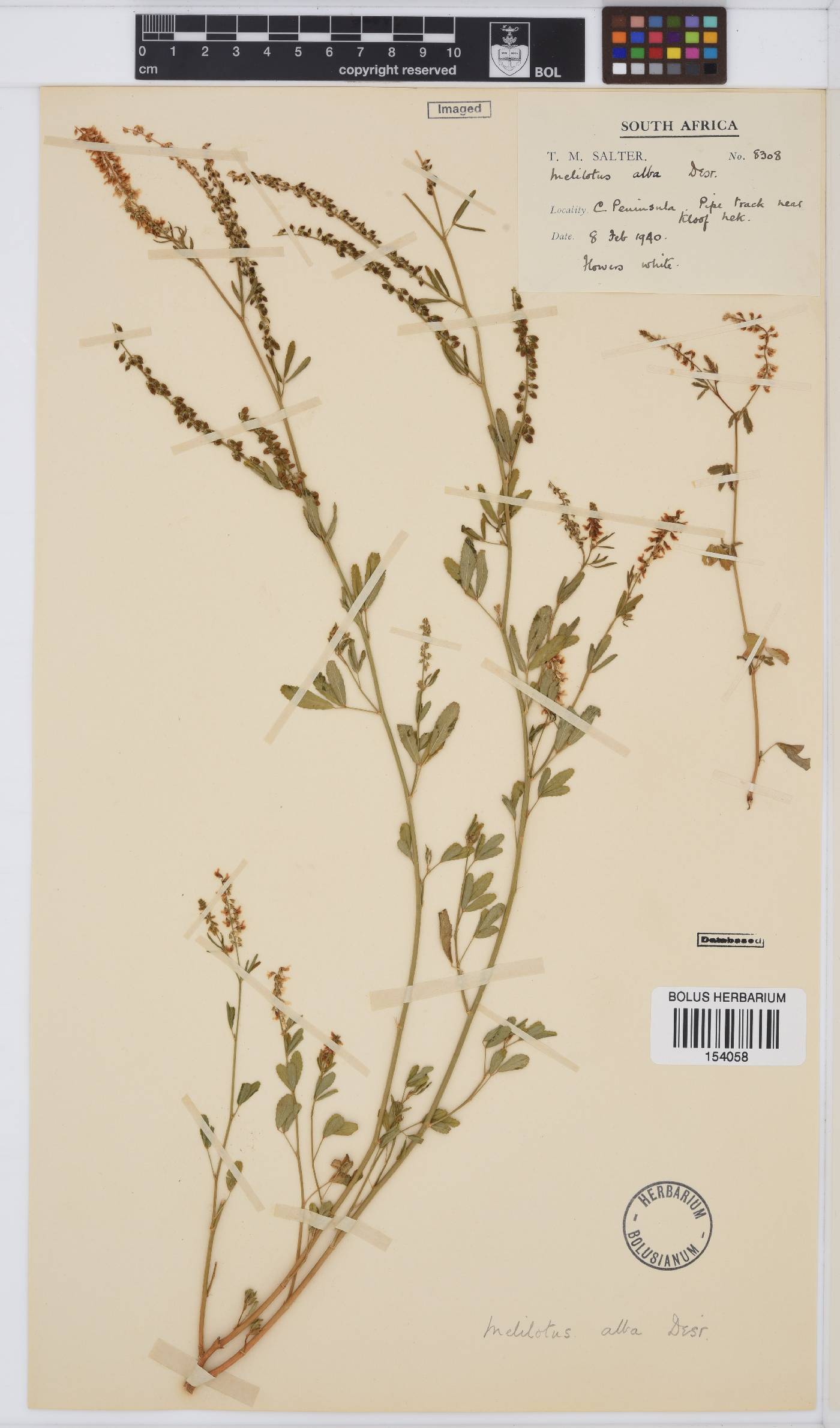 Melilotus albus image