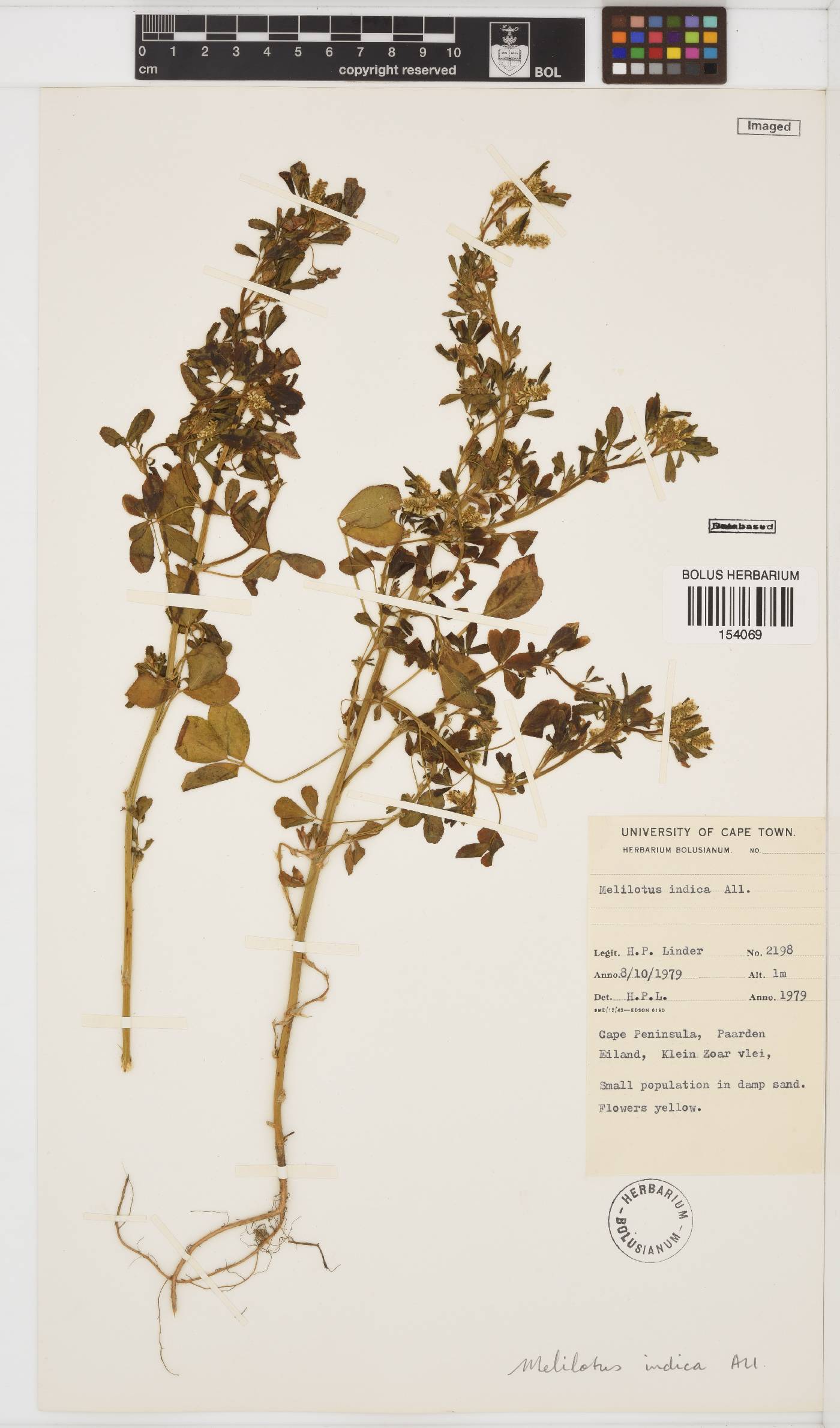 Melilotus indicus image