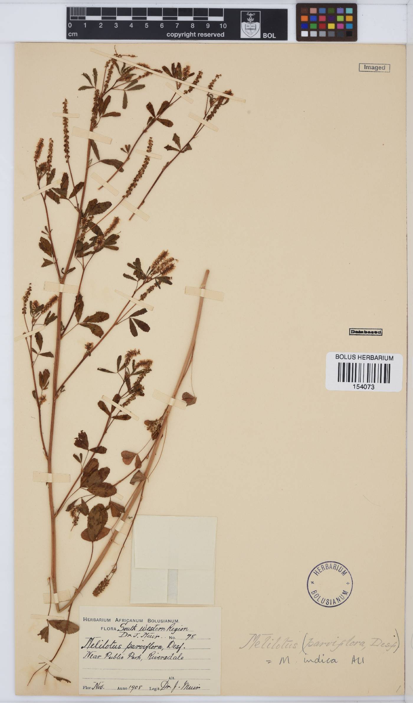 Melilotus indicus image