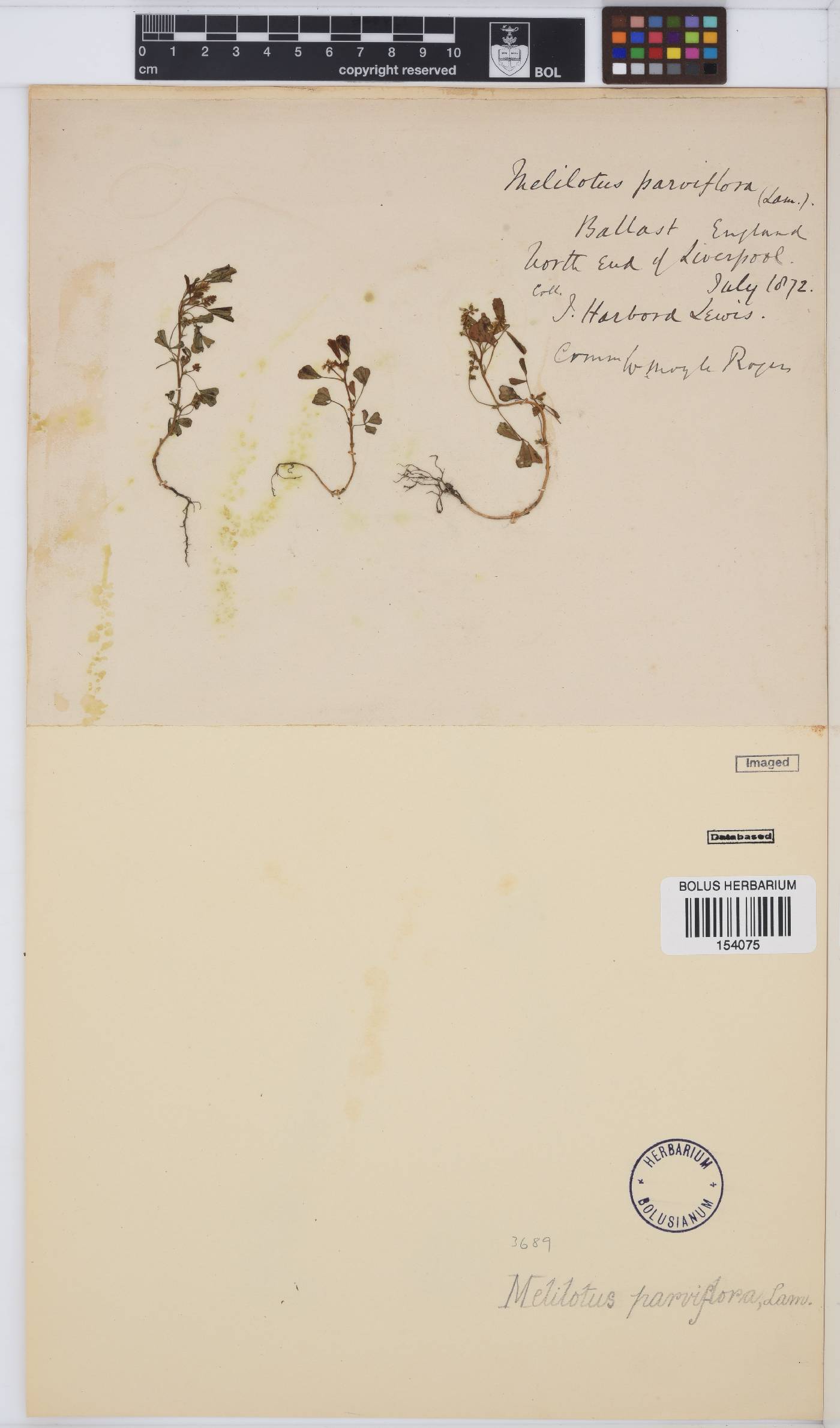 Melilotus indicus image