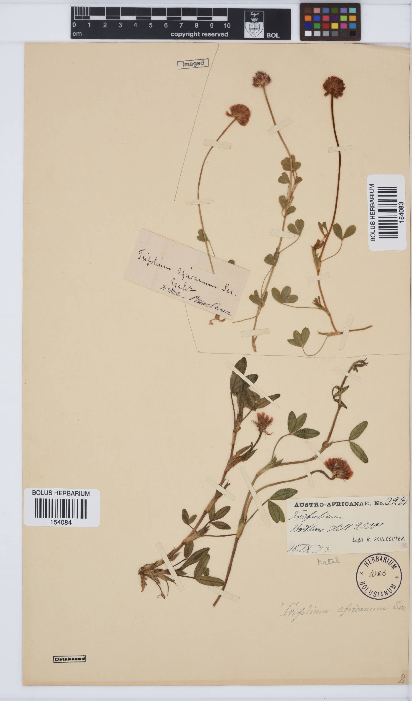 Trifolium africanum image