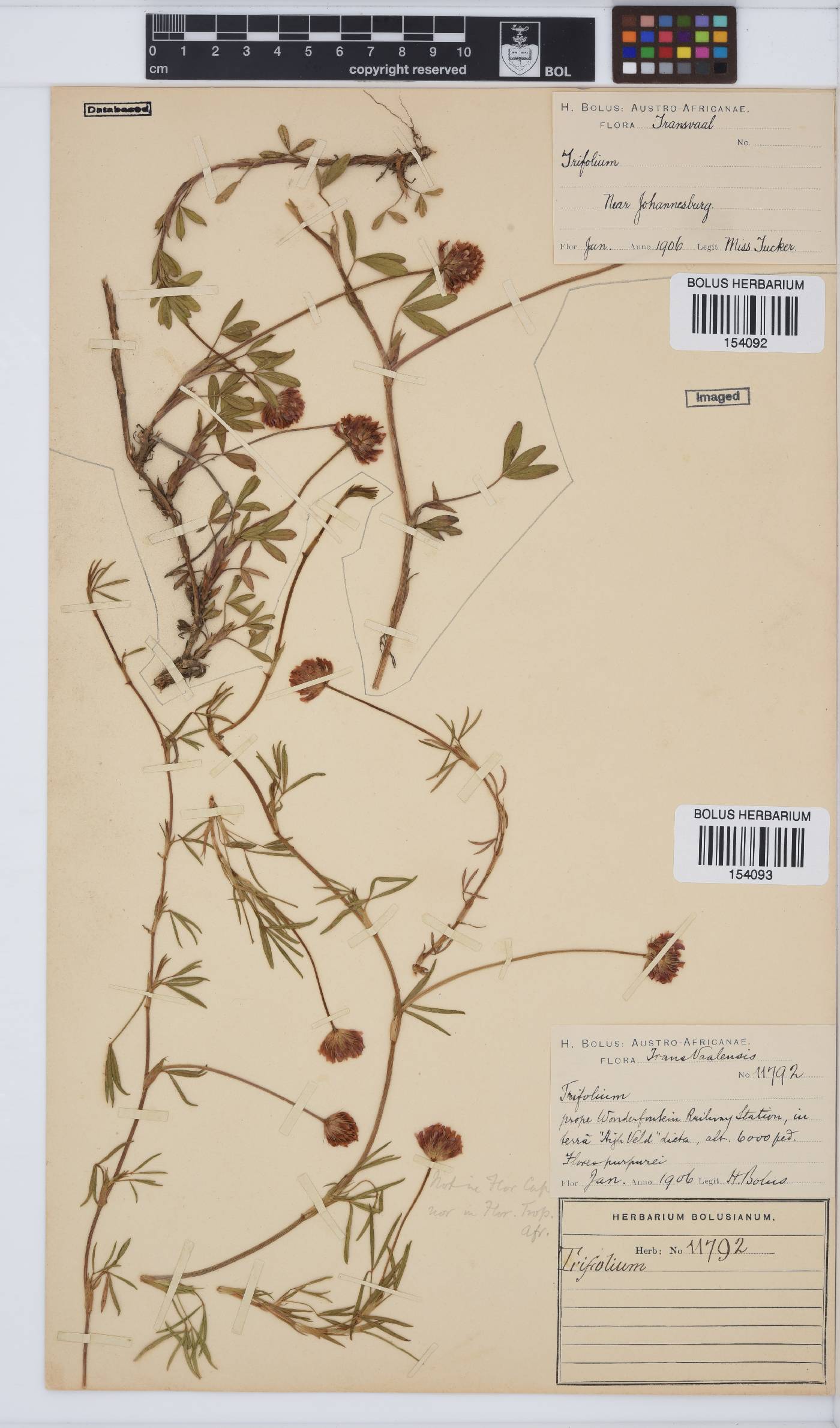 Trifolium burchellianum image