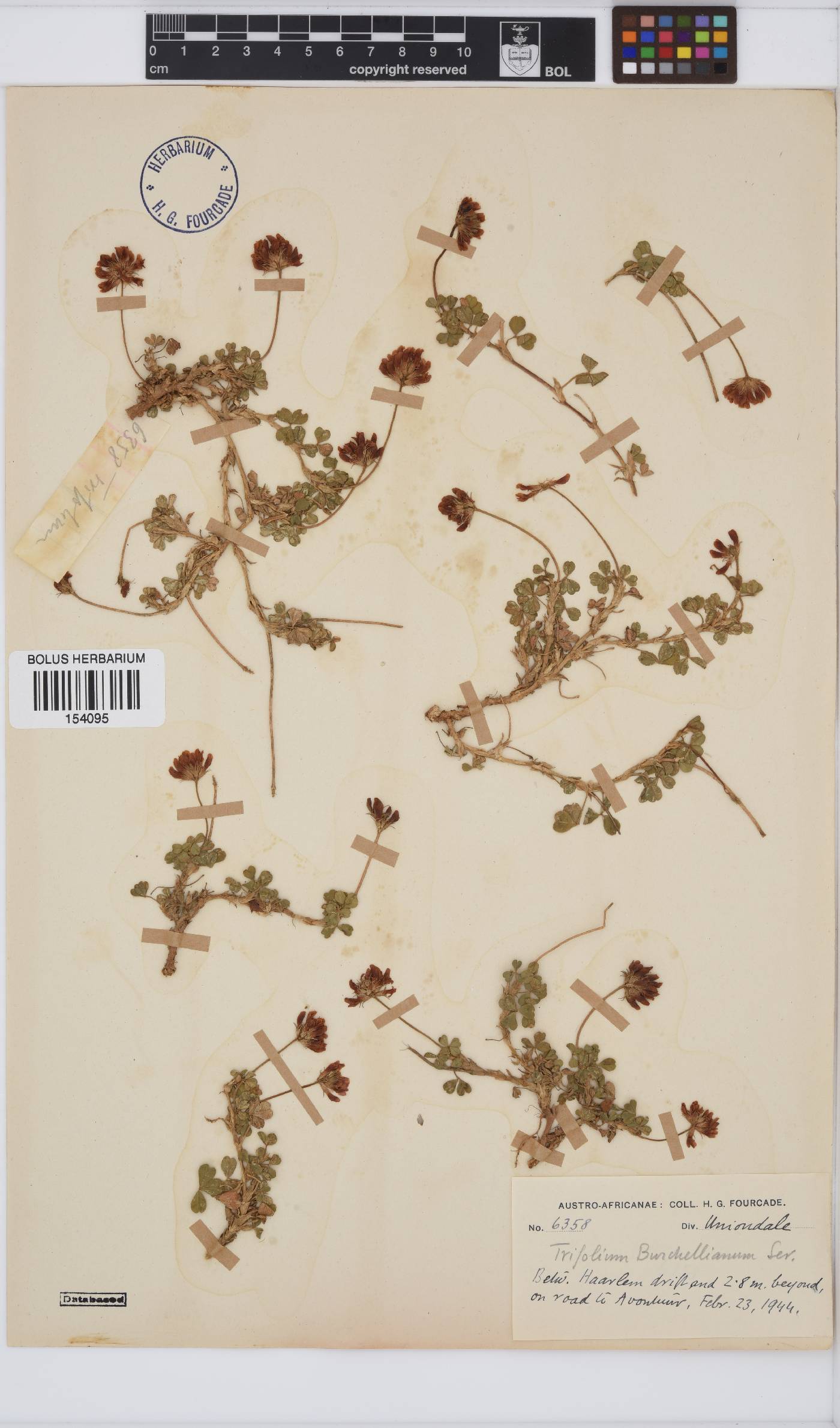 Trifolium burchellianum subsp. burchellianum image