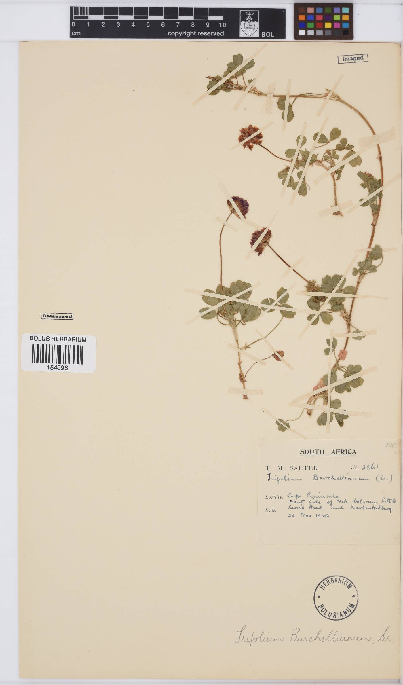 Trifolium burchellianum image