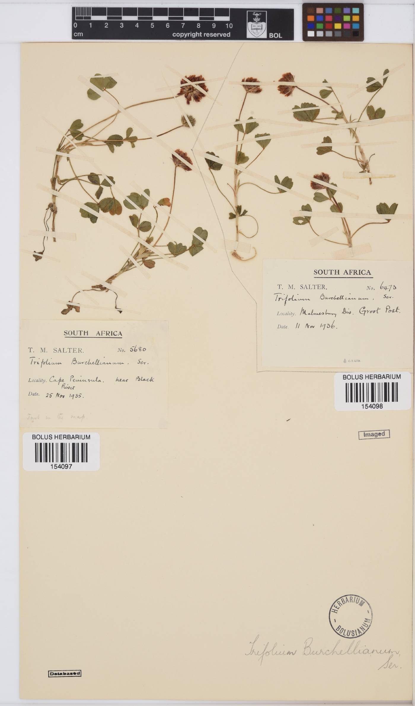 Trifolium burchellianum image