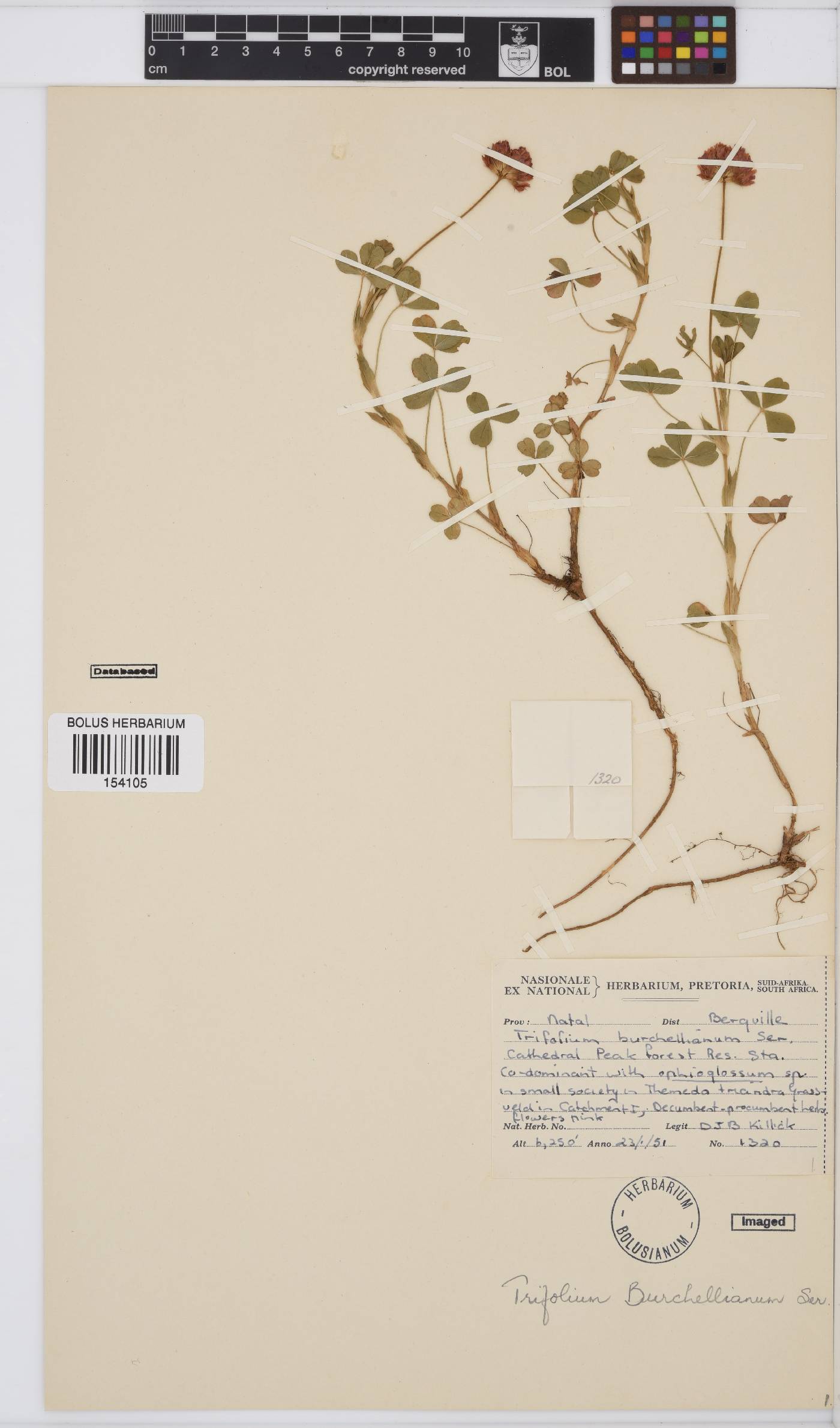 Trifolium burchellianum image