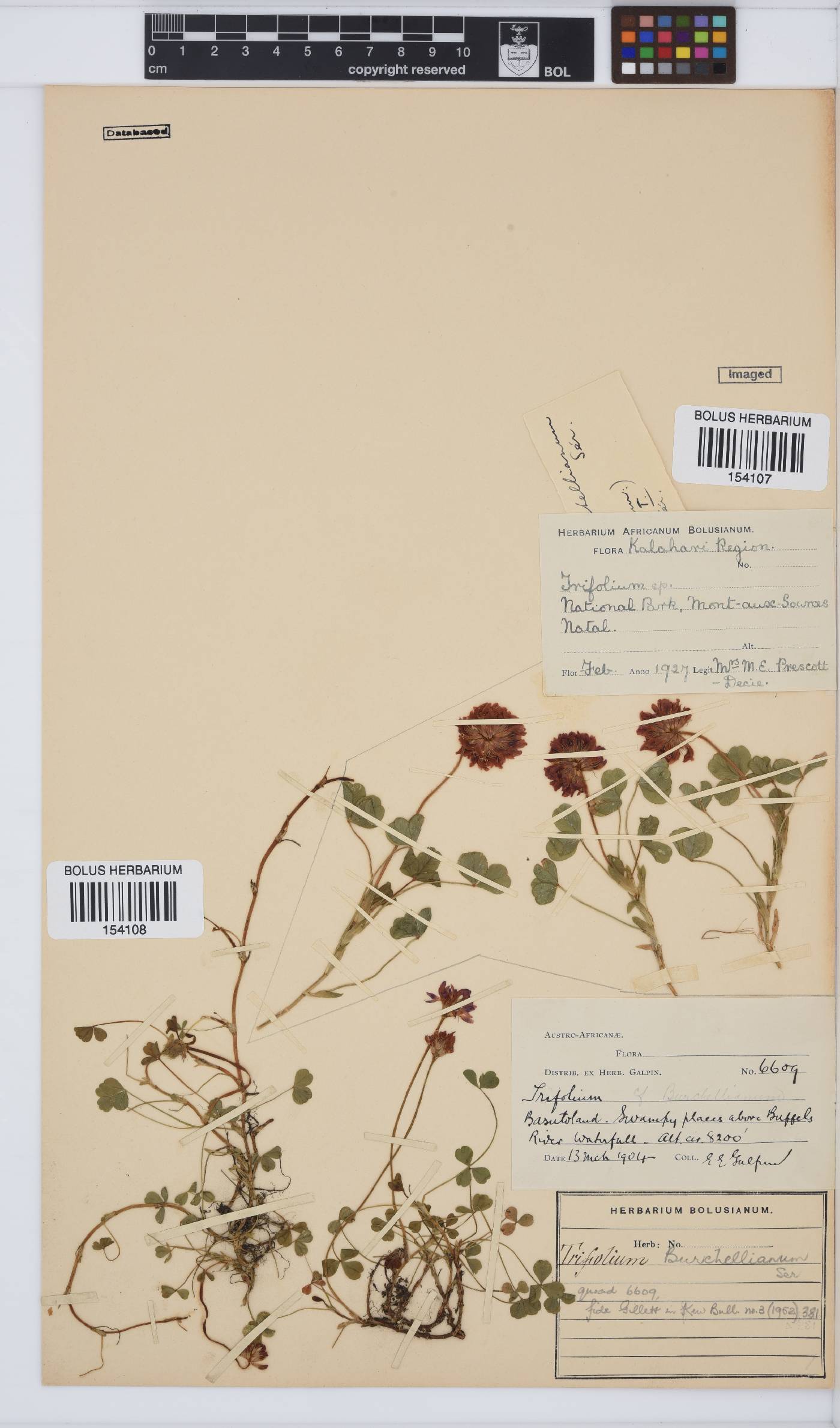 Trifolium burchellianum image