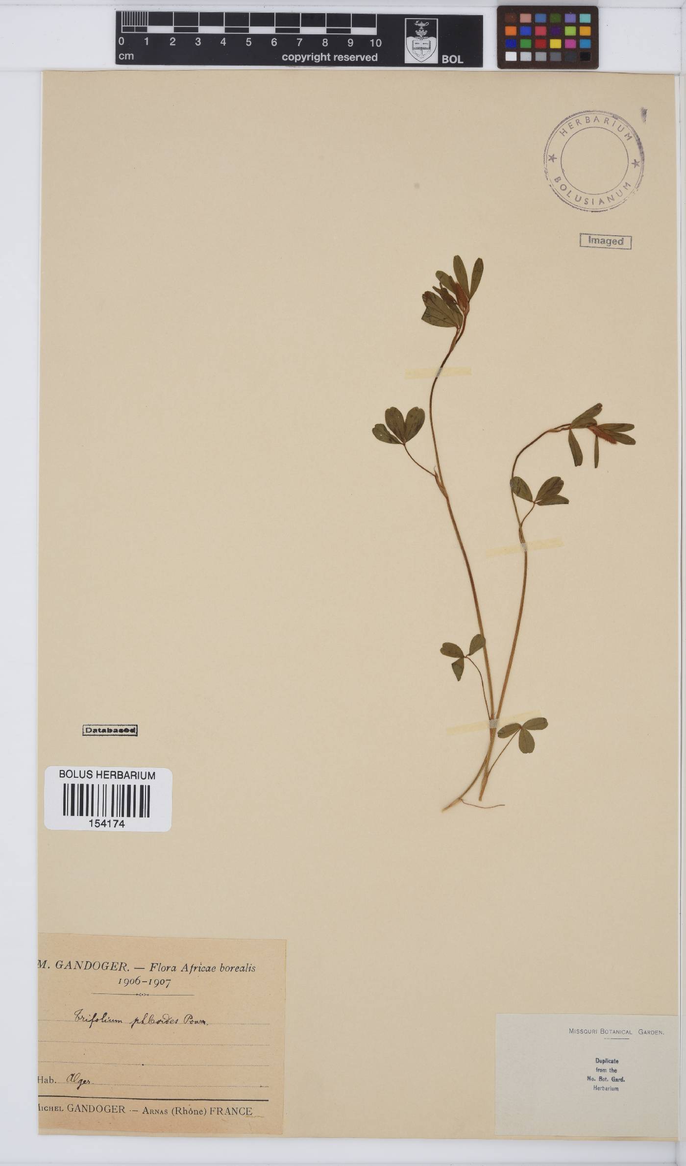 Trifolium phleoides image