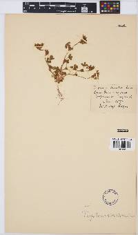 Trifolium strictum image