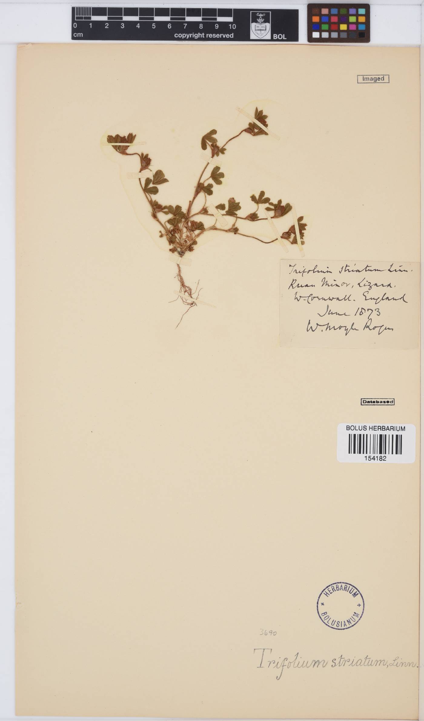 Trifolium strictum image