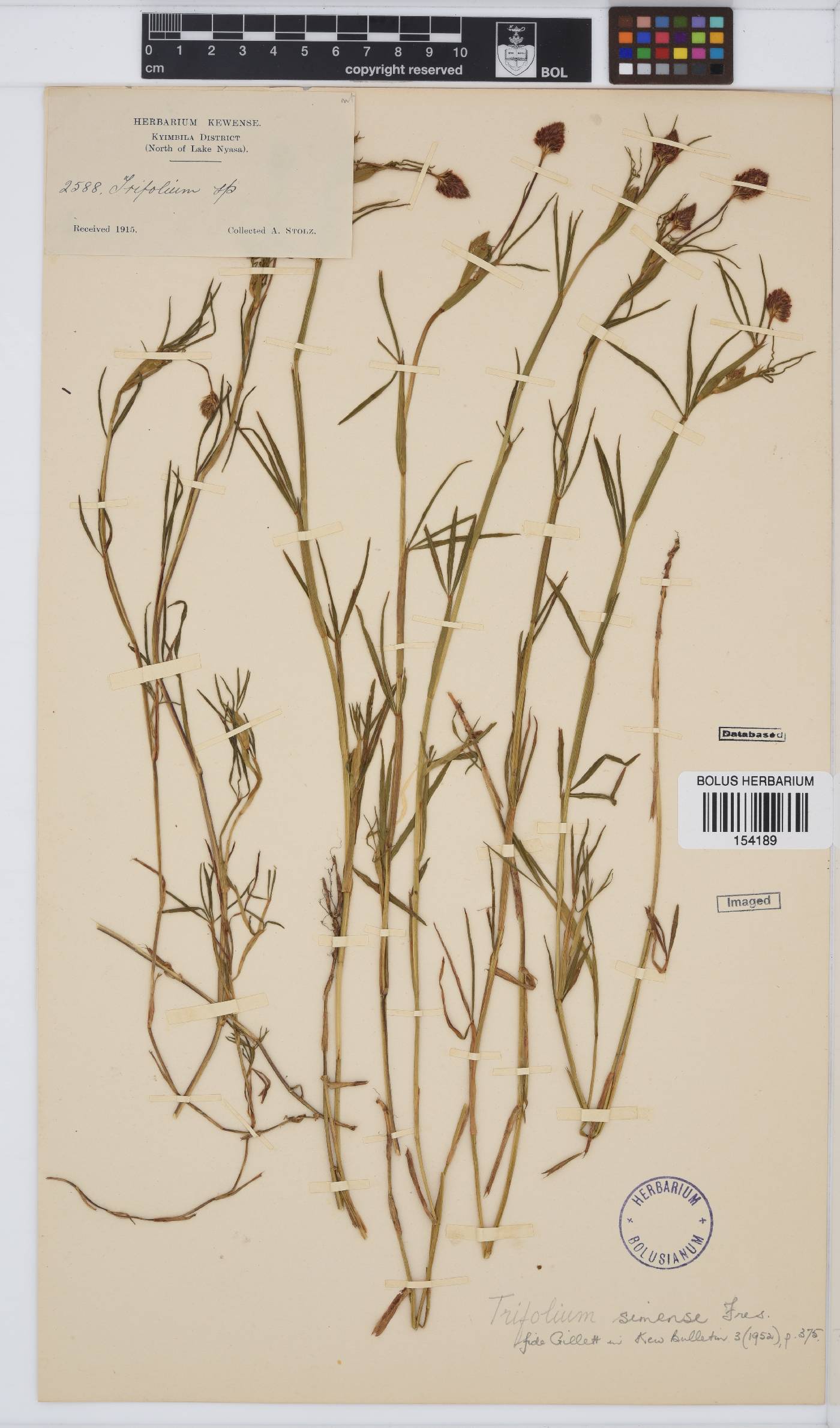 Trifolium simense image