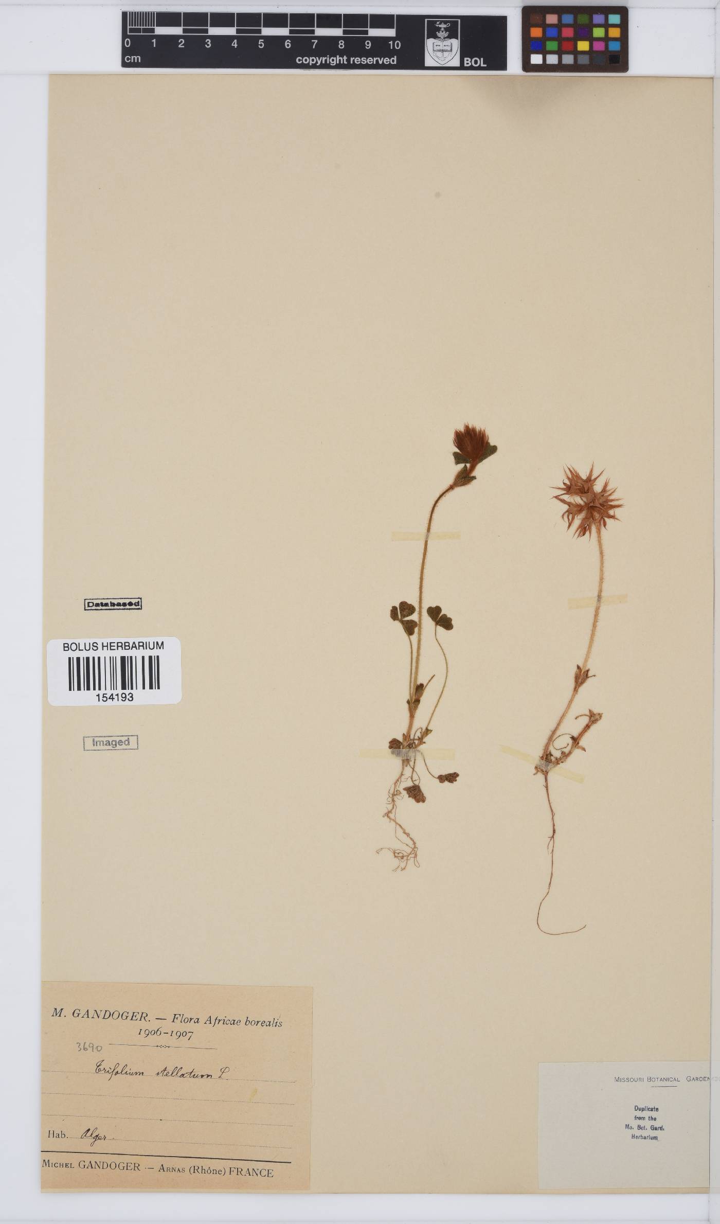 Trifolium stellatum image