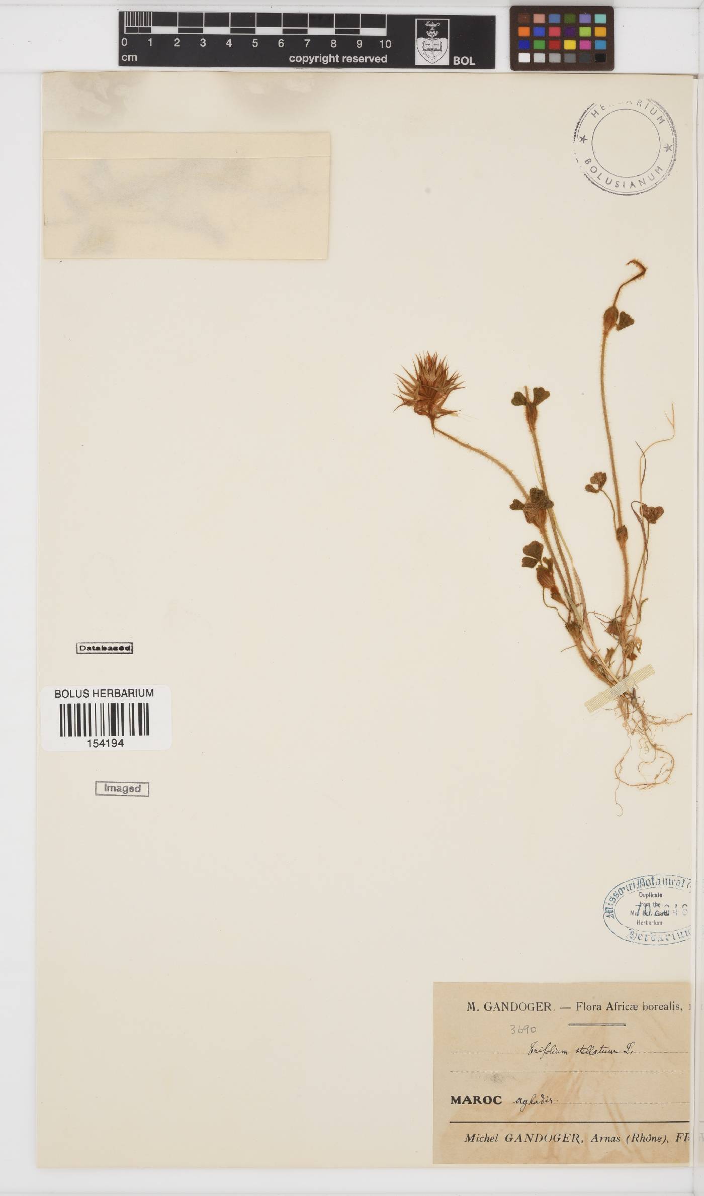 Trifolium stellatum image