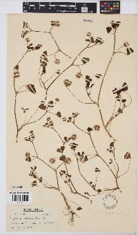 Image of Trifolium resupinatum