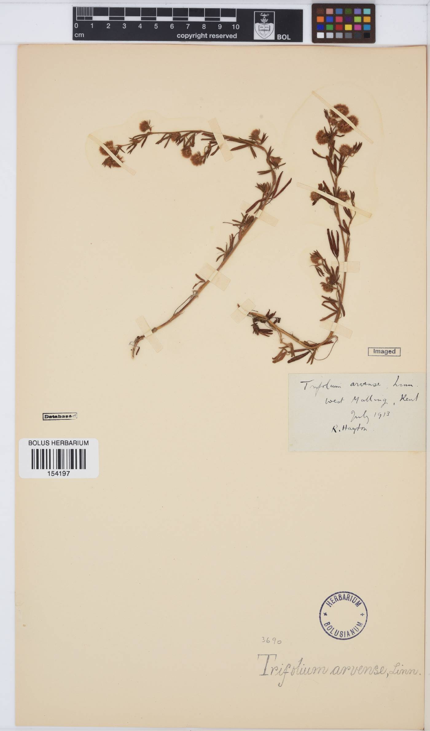 Trifolium arvense image