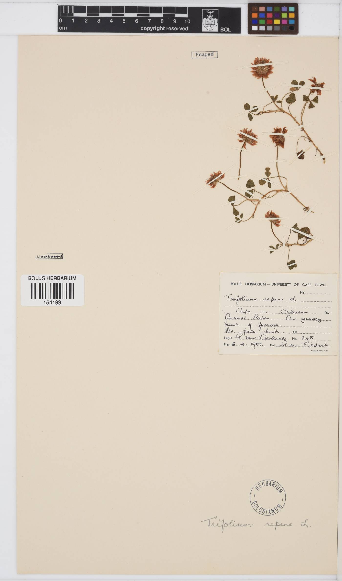 Trifolium repens image
