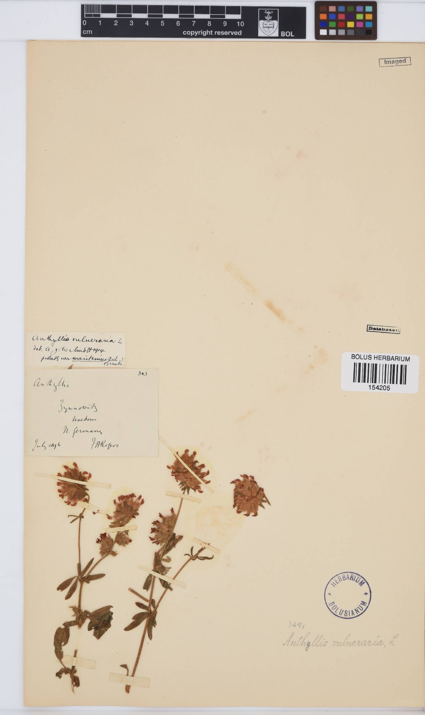 Anthyllis vulneraria image