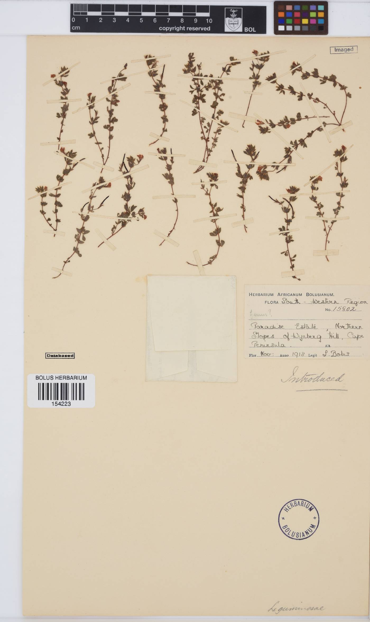 Lotus angustissimus image