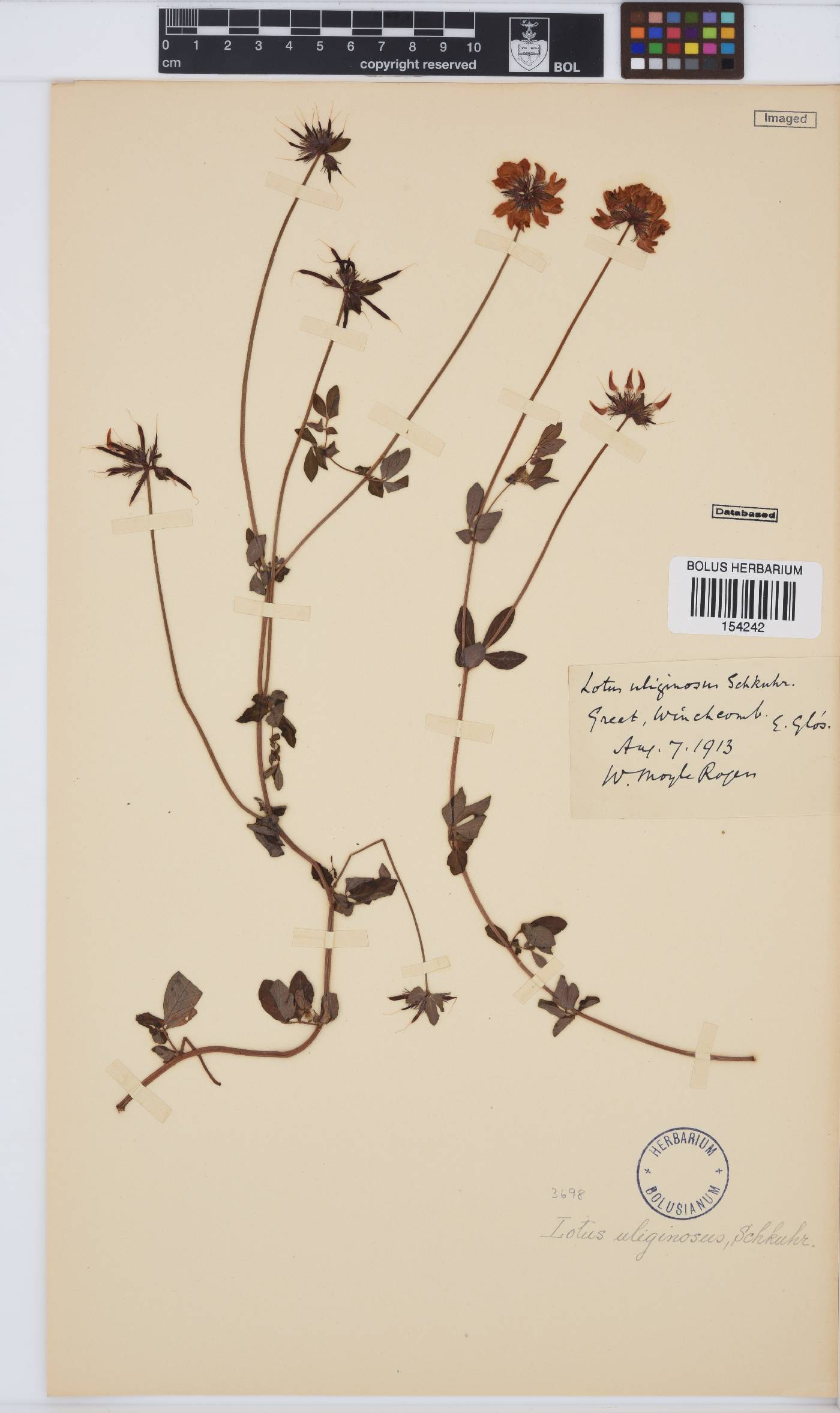 Lotus pedunculatus subsp. pedunculatus image