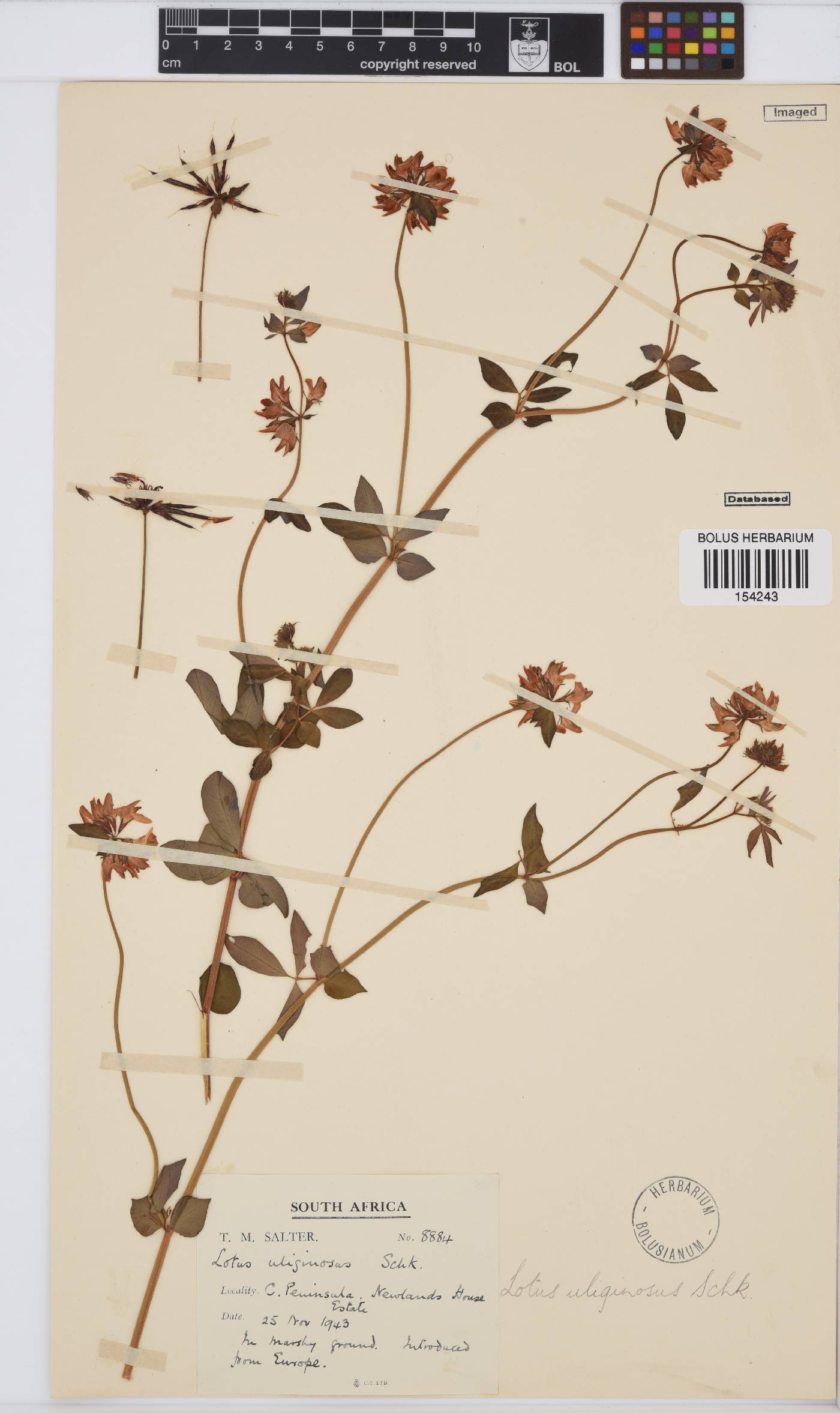 Lotus pedunculatus subsp. pedunculatus image