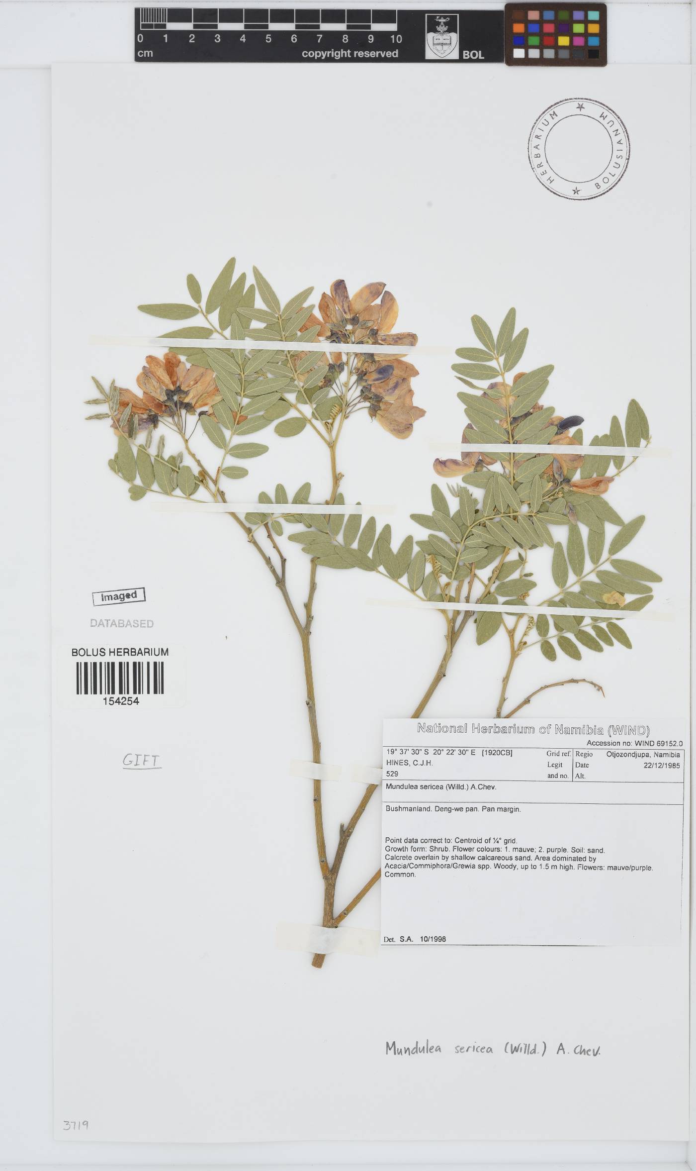 Mundulea sericea image