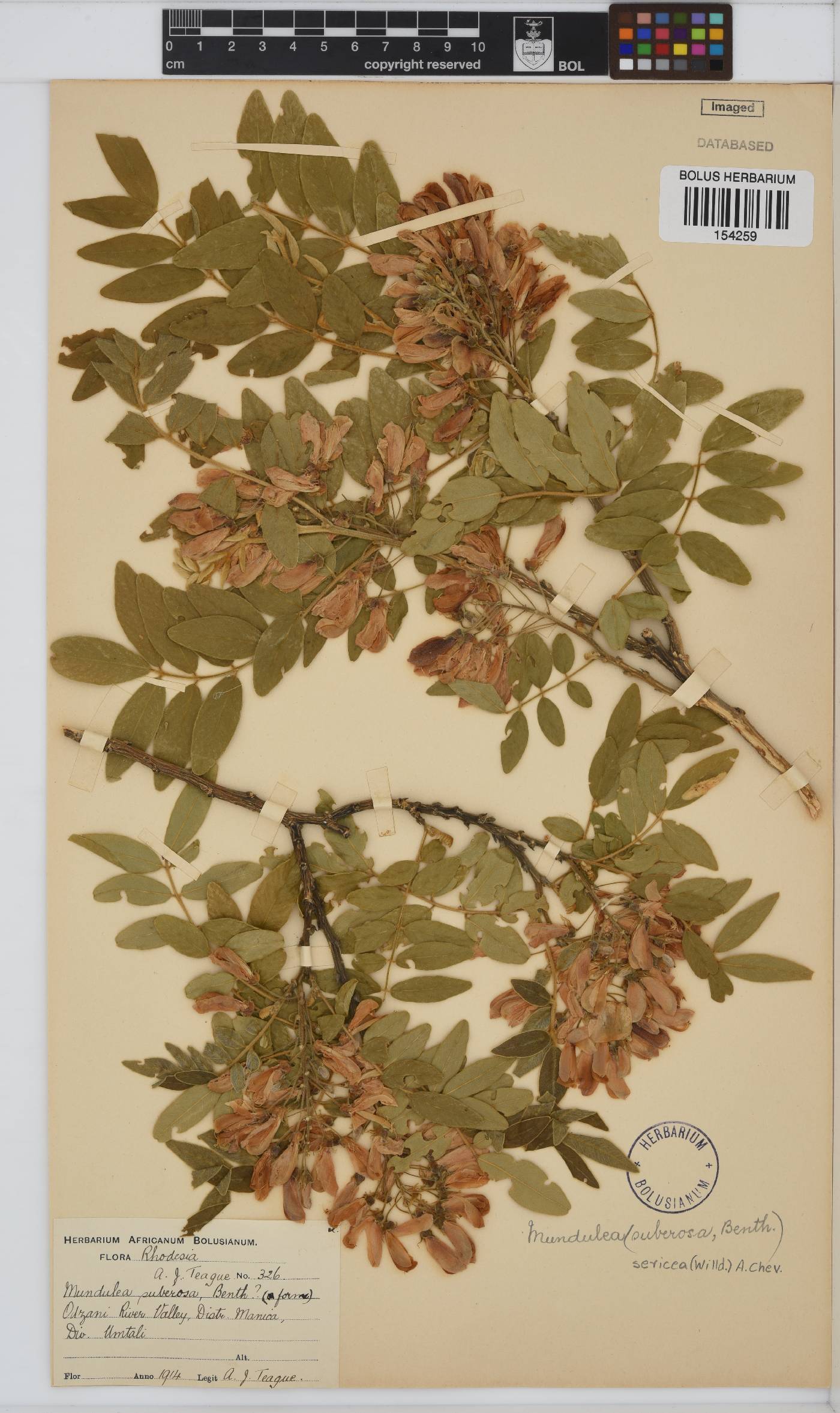 Mundulea sericea image