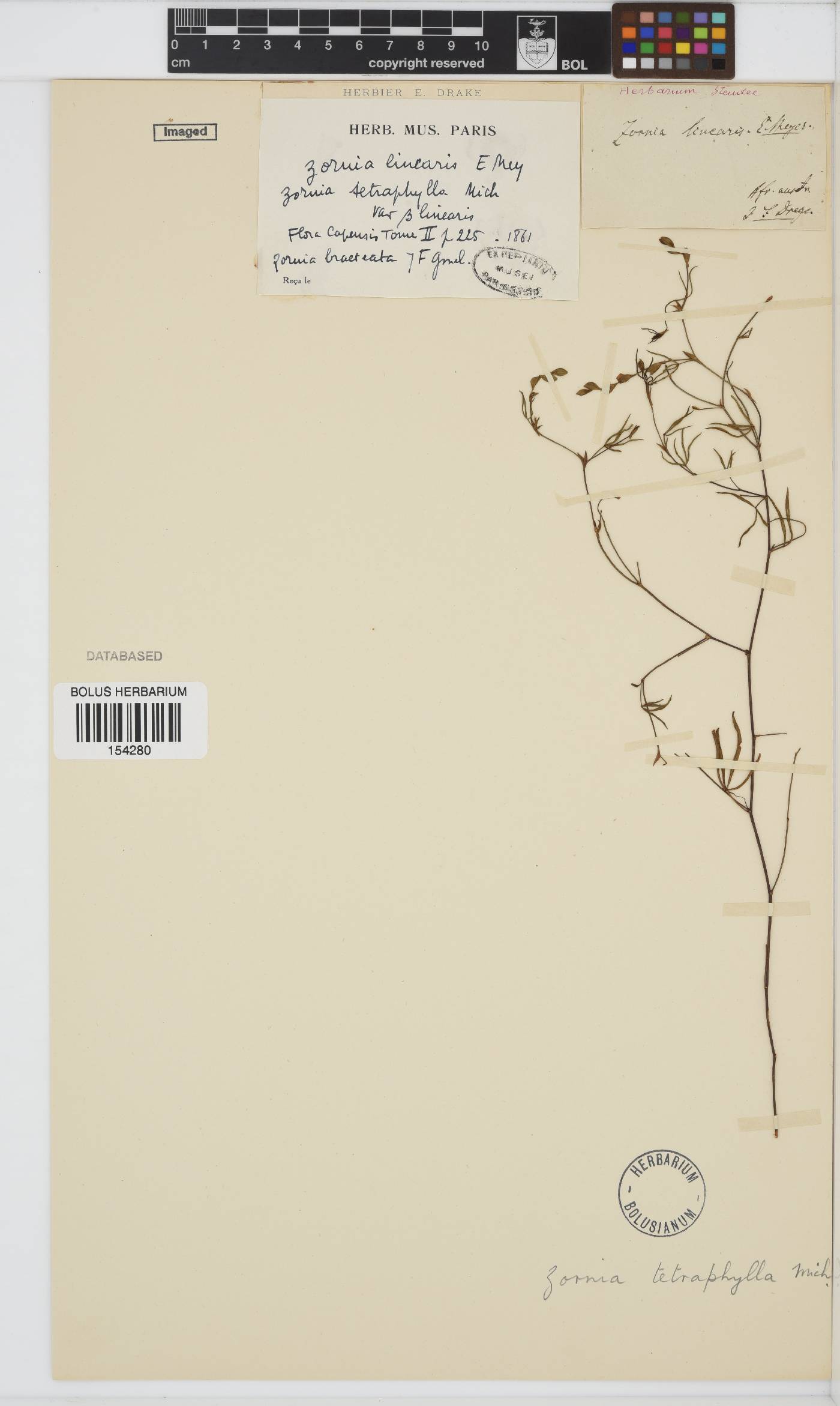 Zornia linearis image