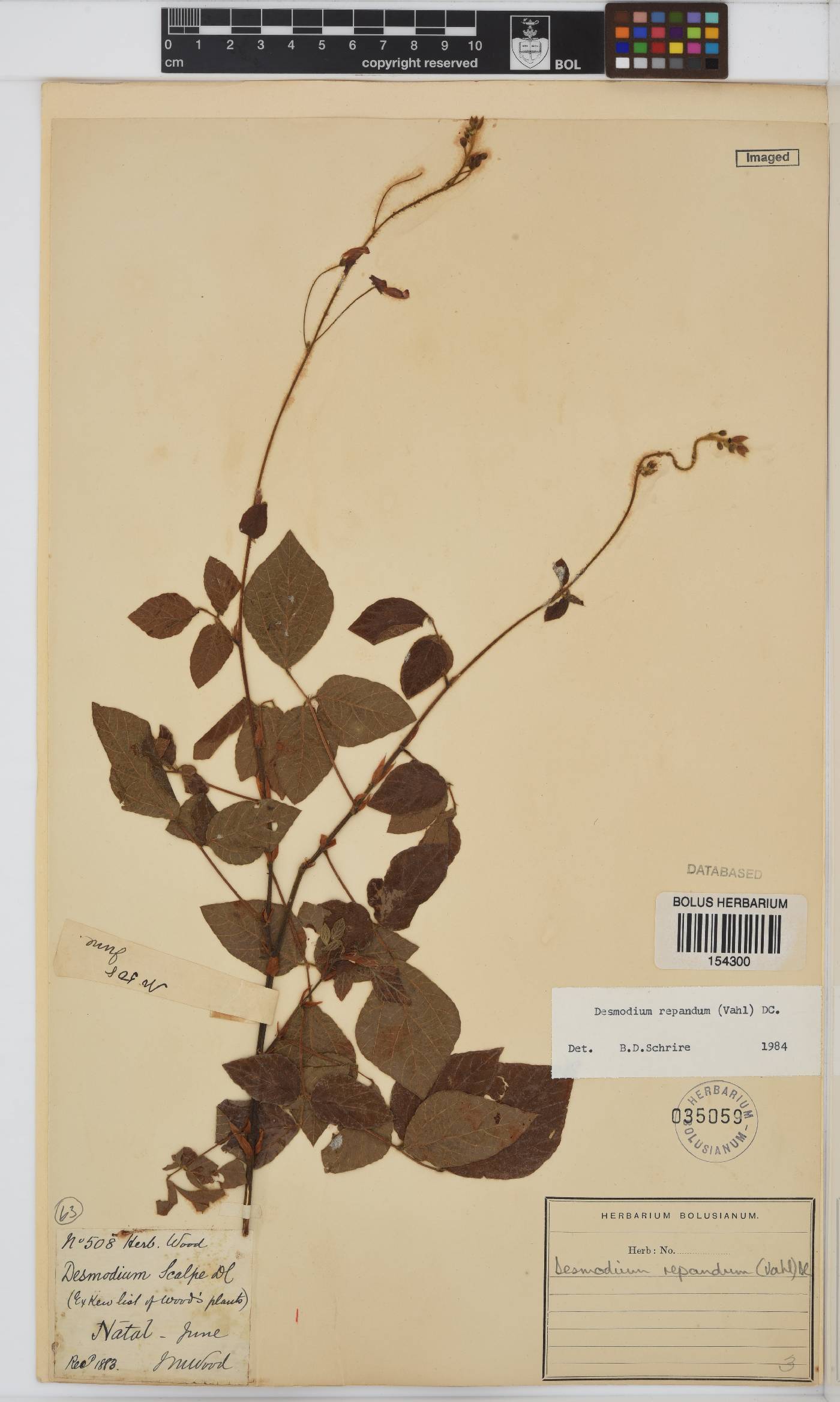 Desmodium repandum image