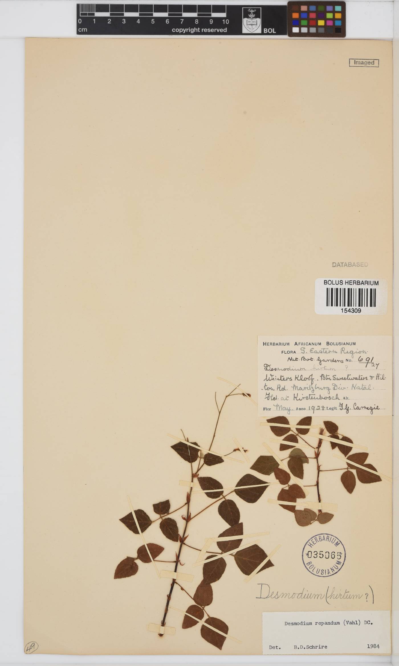 Desmodium repandum image