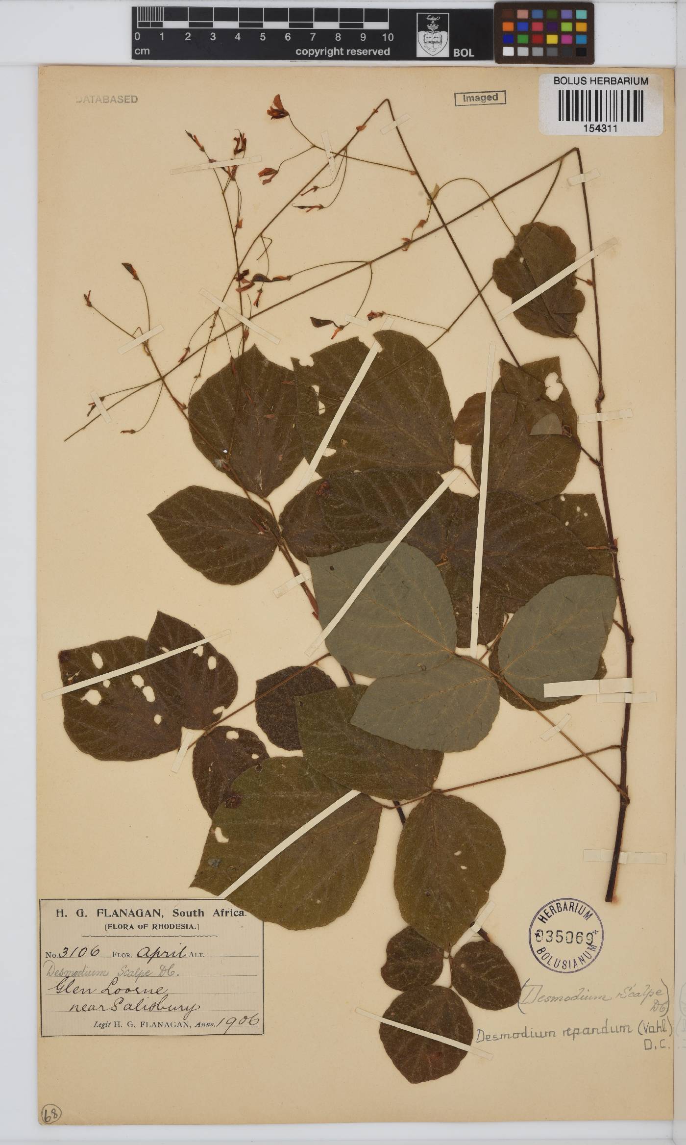 Desmodium repandum image