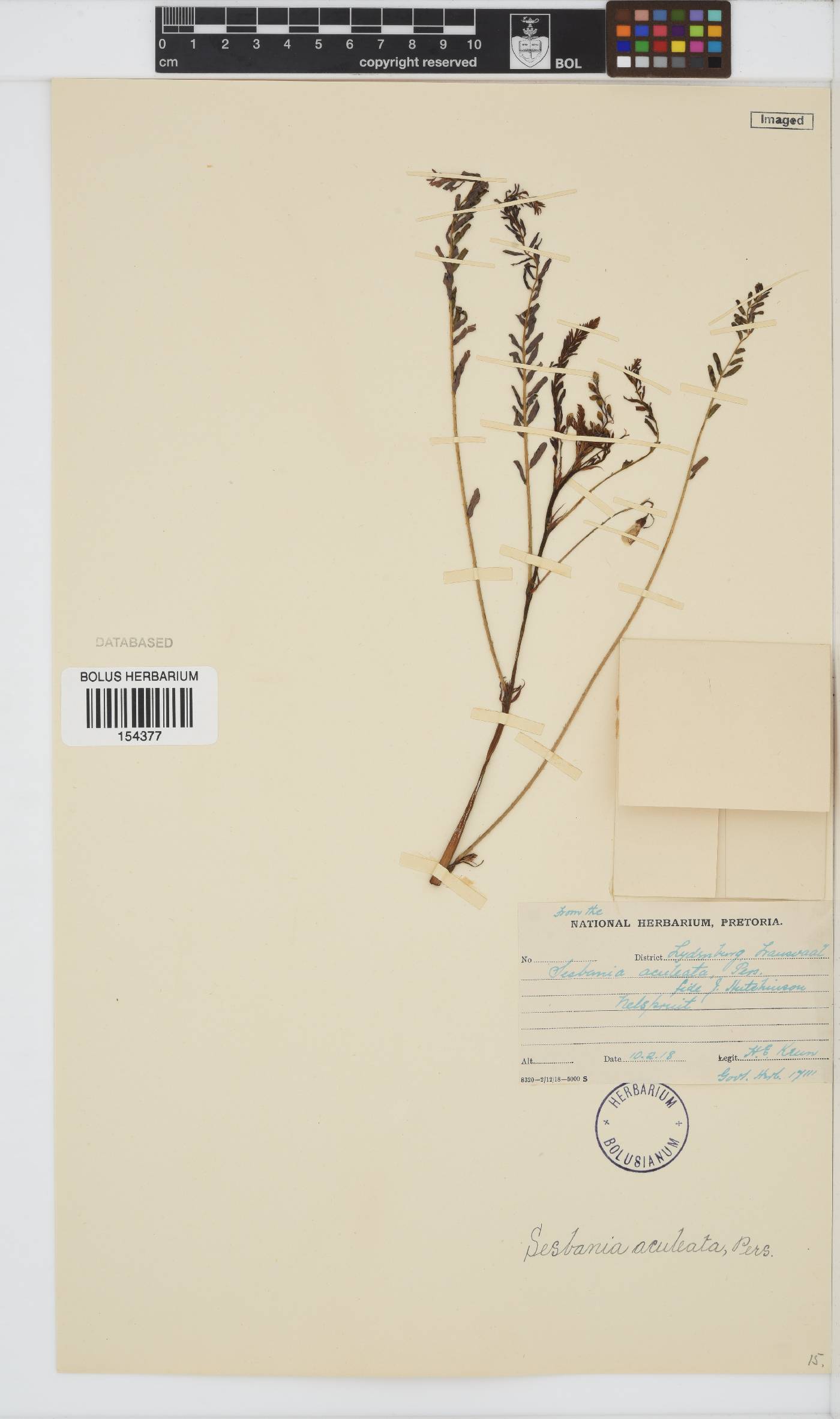 Sesbania bispinosa var. bispinosa image