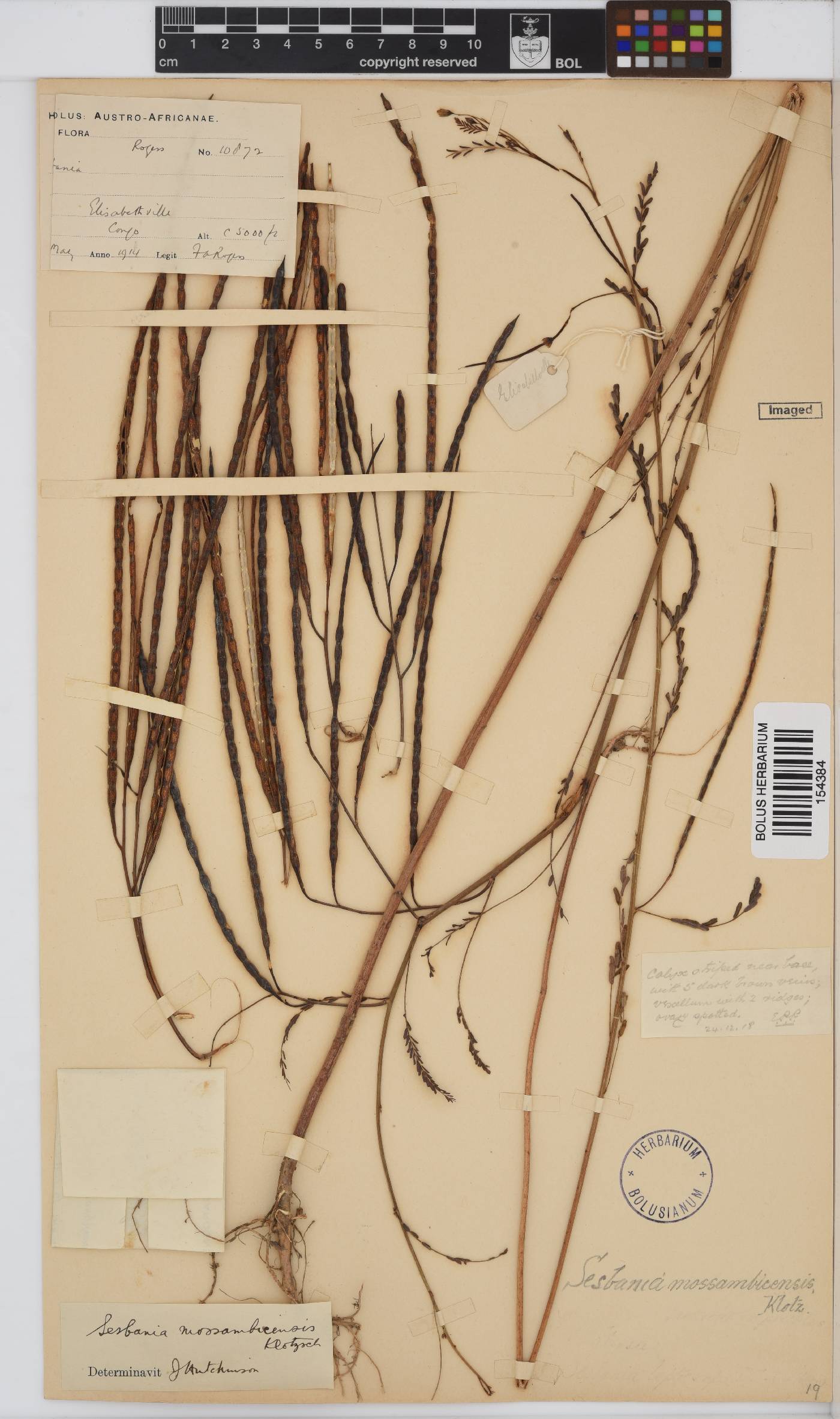 Sesbania microphylla image