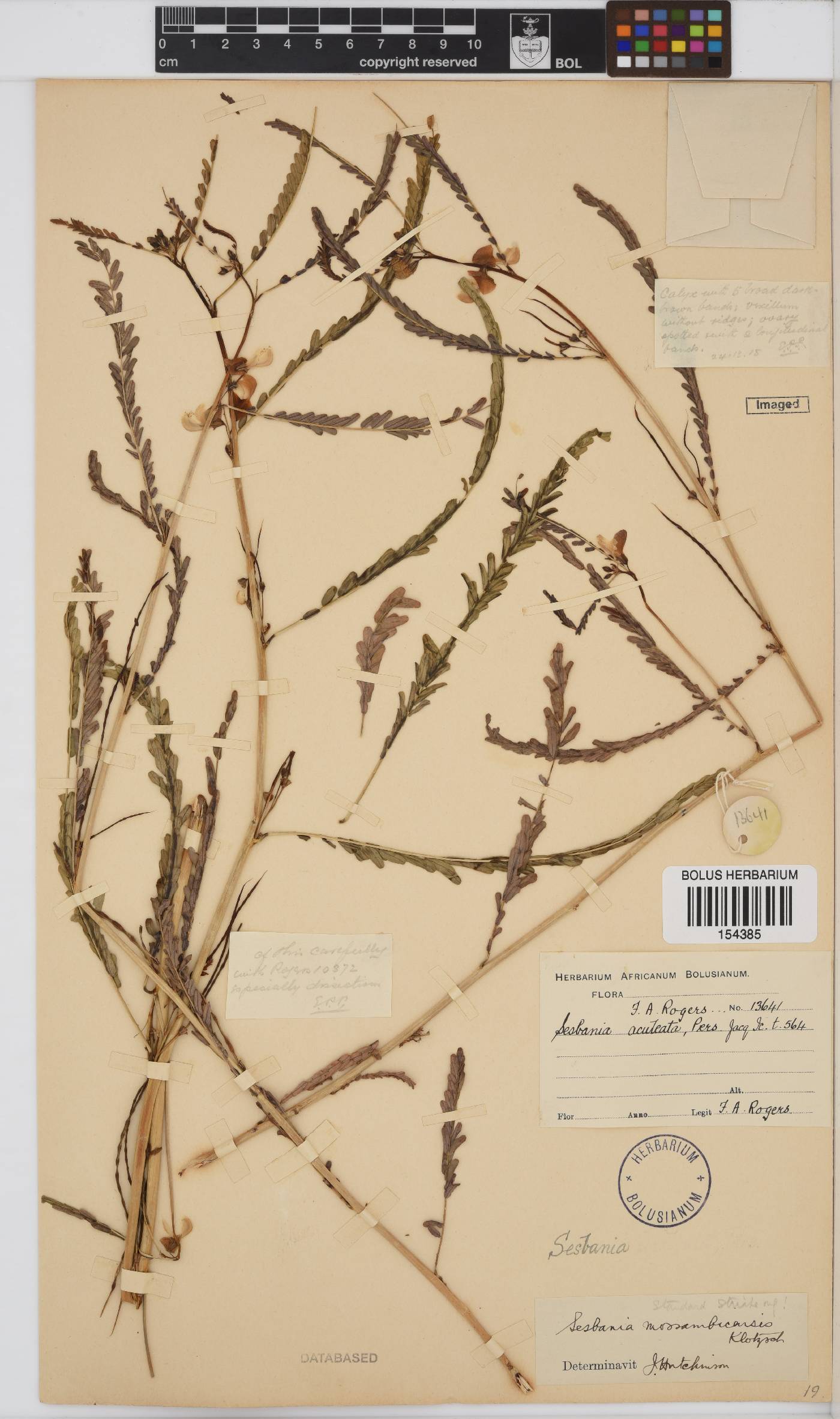 Sesbania microphylla image