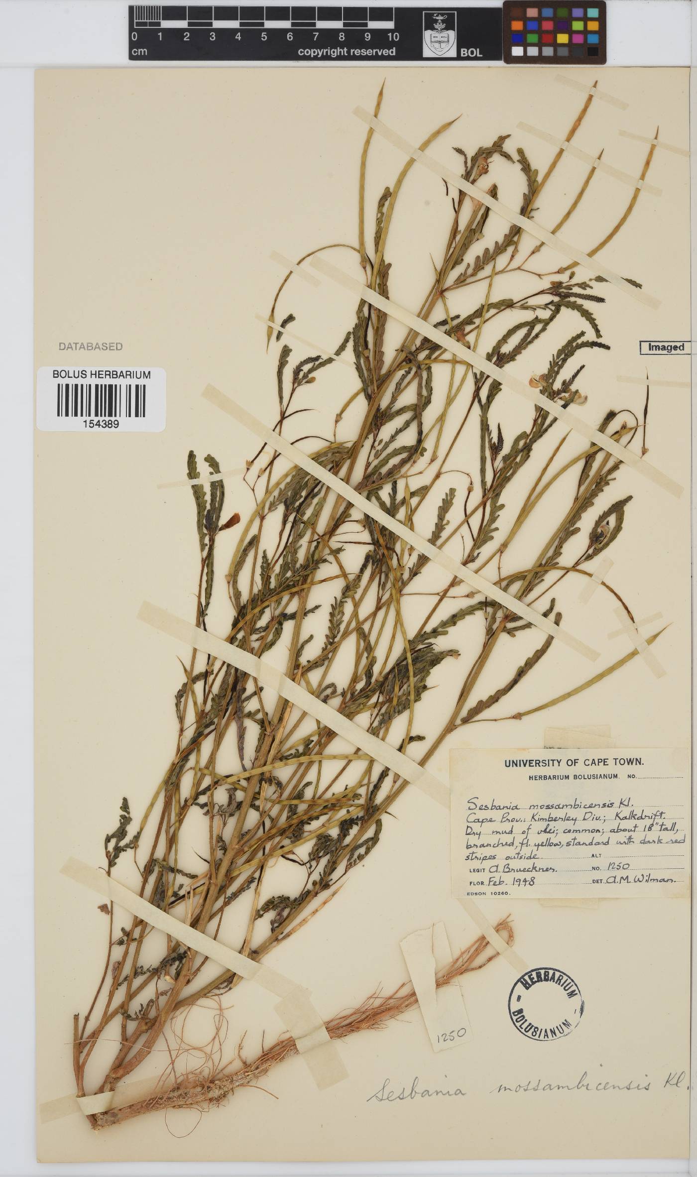 Sesbania microphylla image