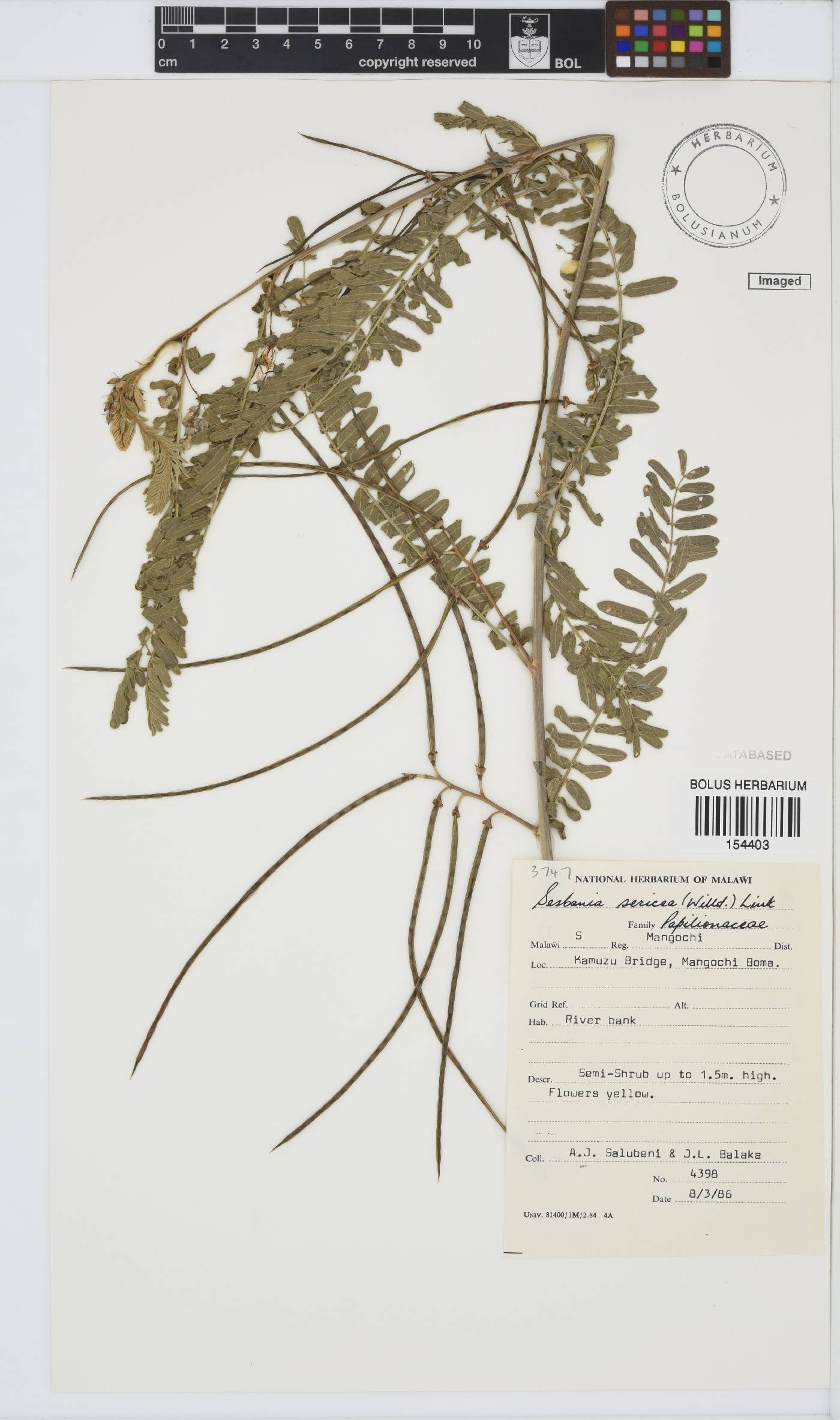 Sesbania sericea image