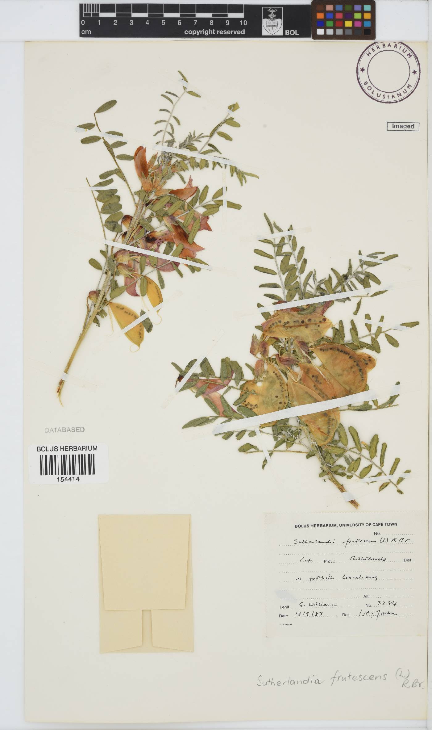 Lessertia image