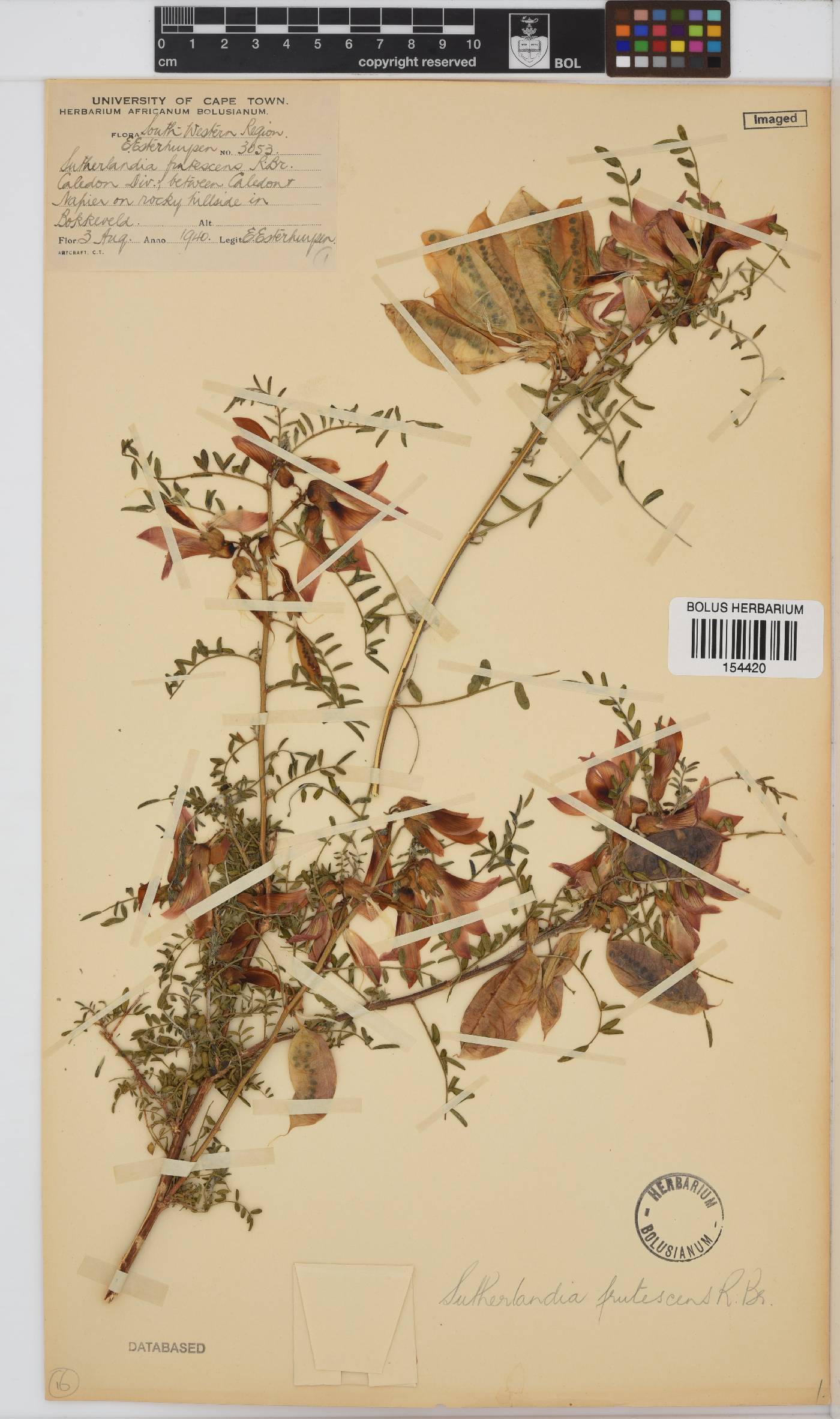 Lessertia frutescens subsp. frutescens image