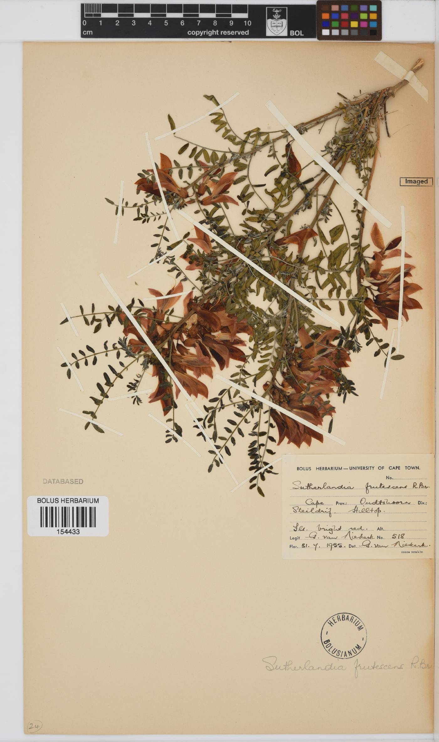 Lessertia frutescens subsp. frutescens image