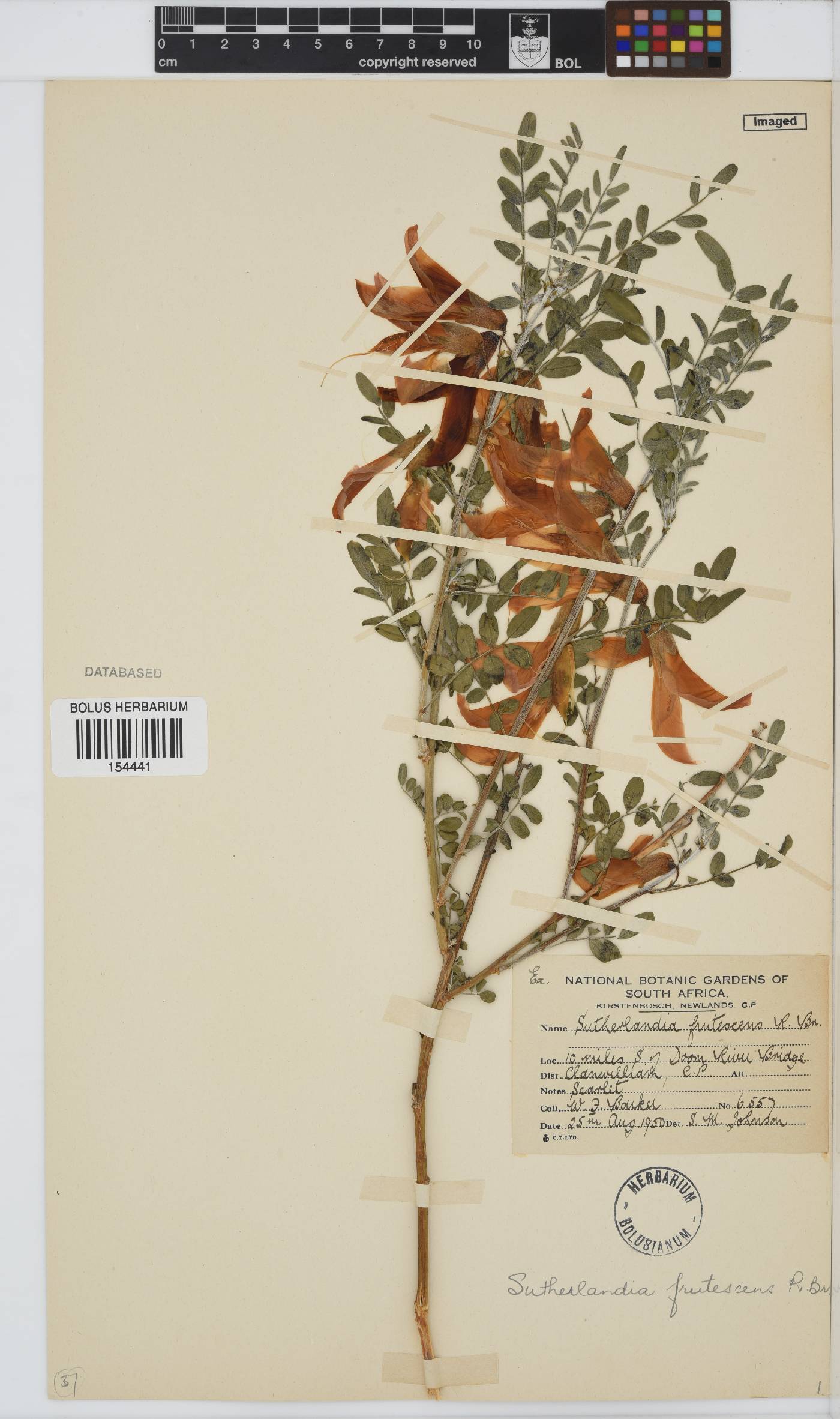 Lessertia frutescens subsp. frutescens image