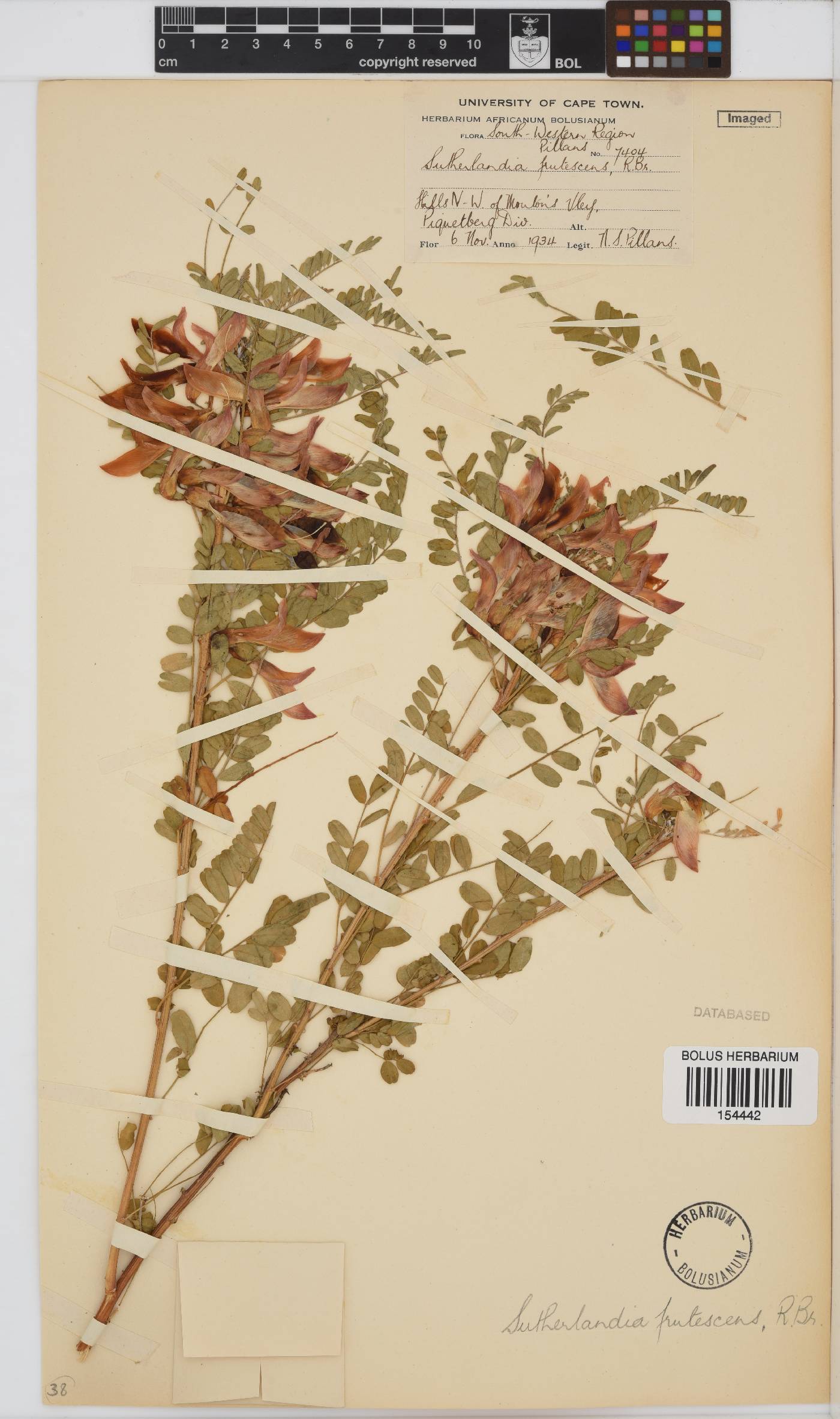 Lessertia image