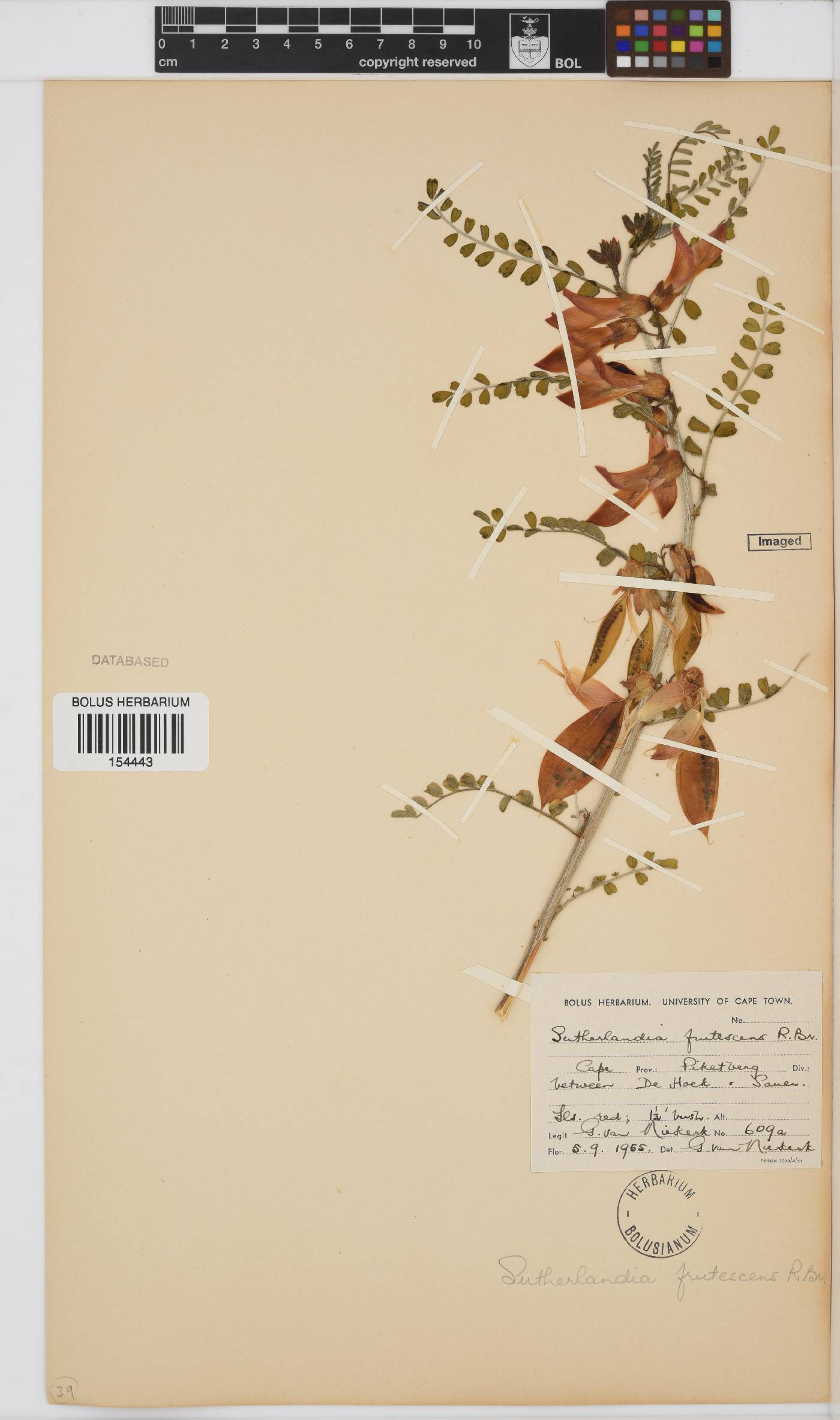 Lessertia frutescens subsp. frutescens image