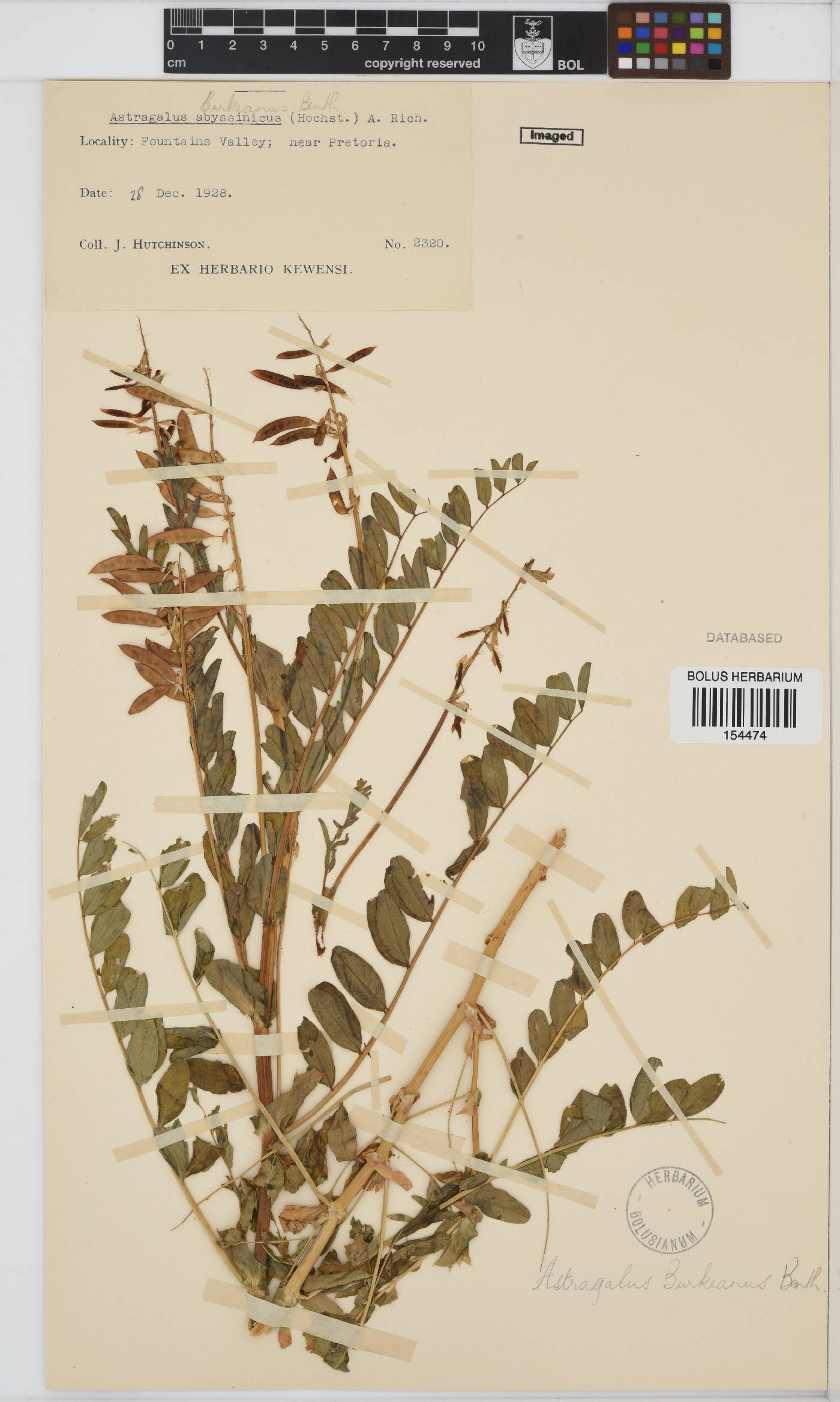 Astragalus image