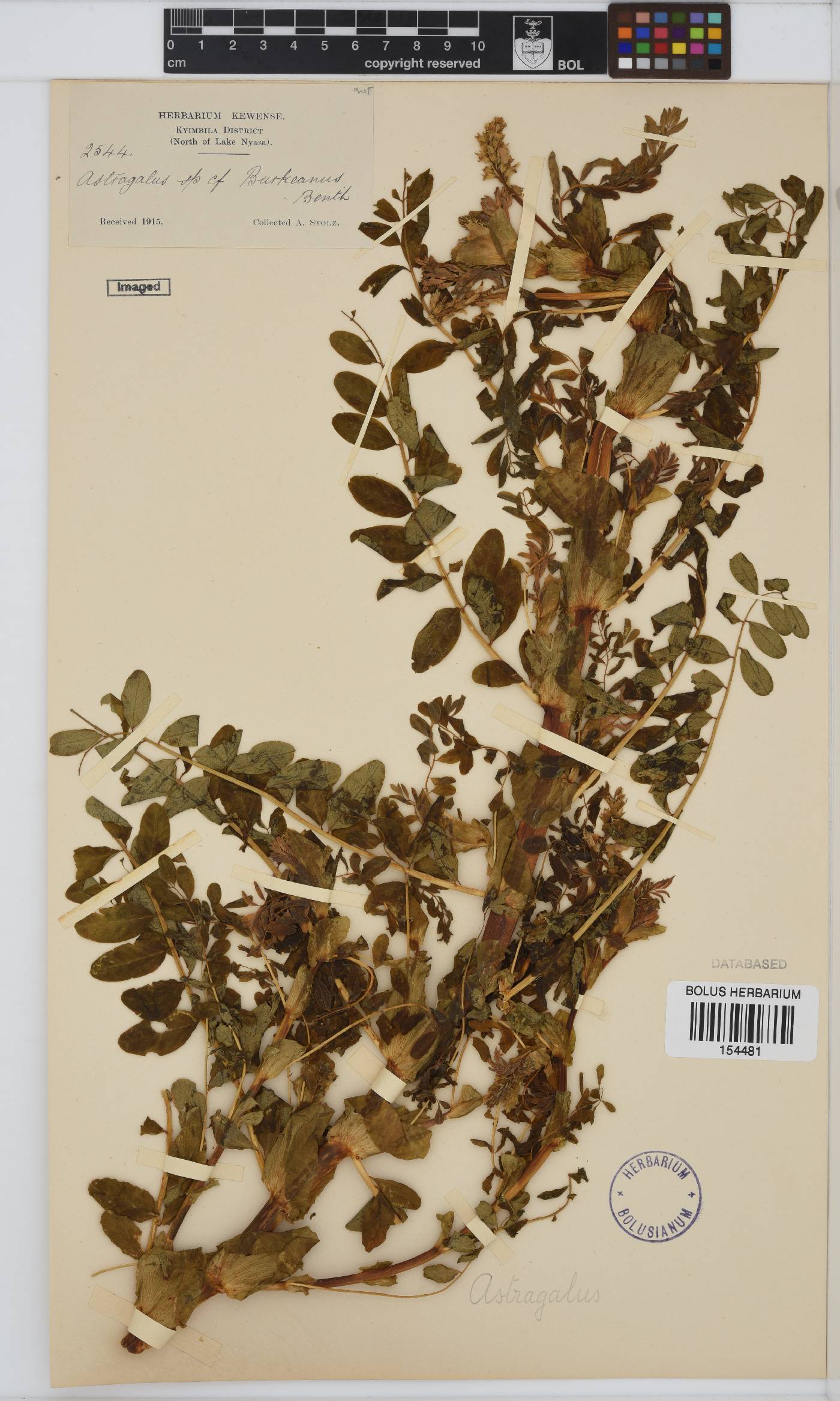 Astragalus image